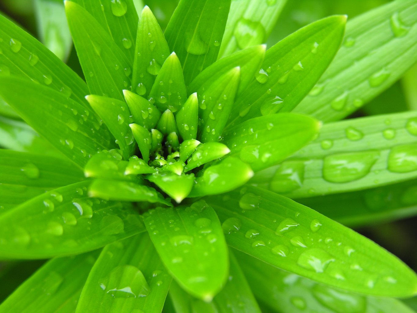 Spring rain plant Free Photo