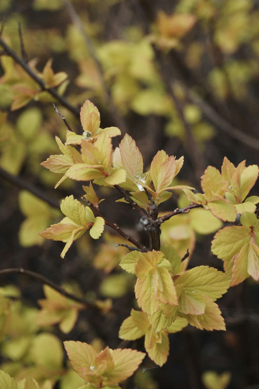 A branch with yellow leaves in the rain