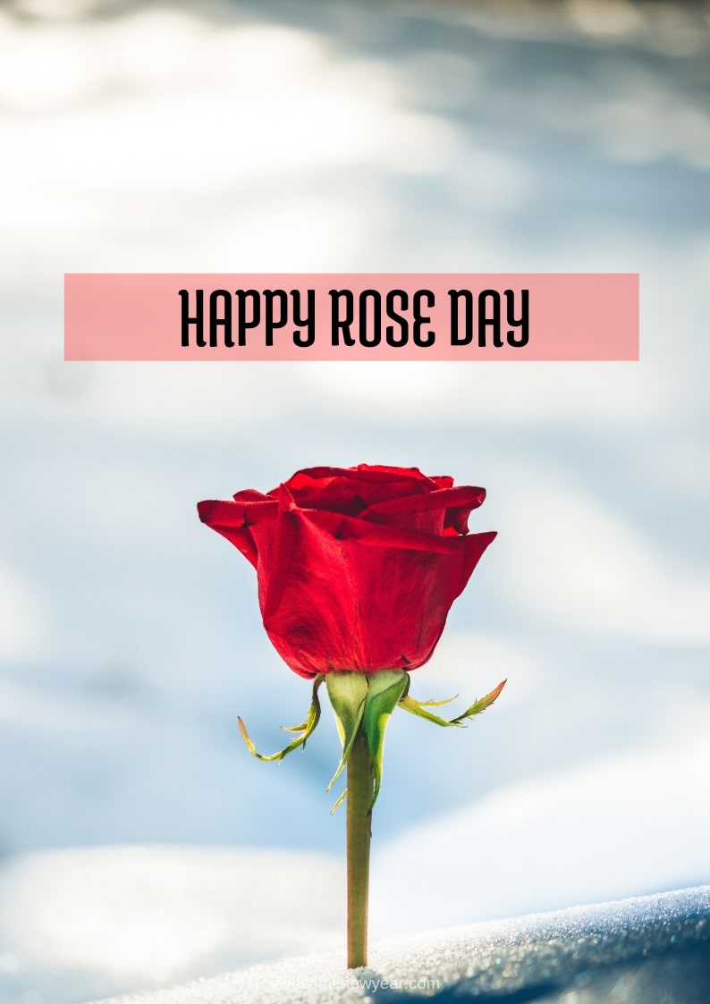 Happy Rose Day Wallpaper Rose