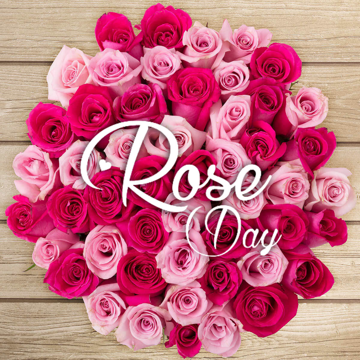Rose Day Wallpaper