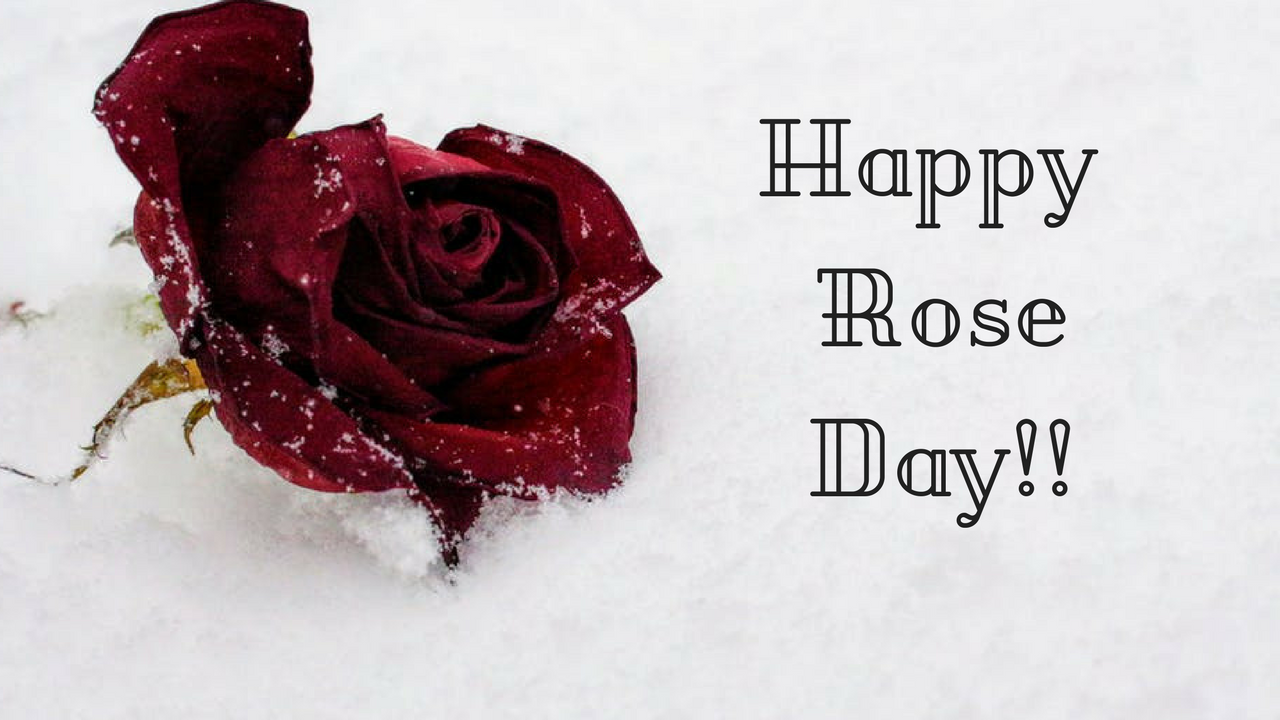 Happy Rose Day Pic HD