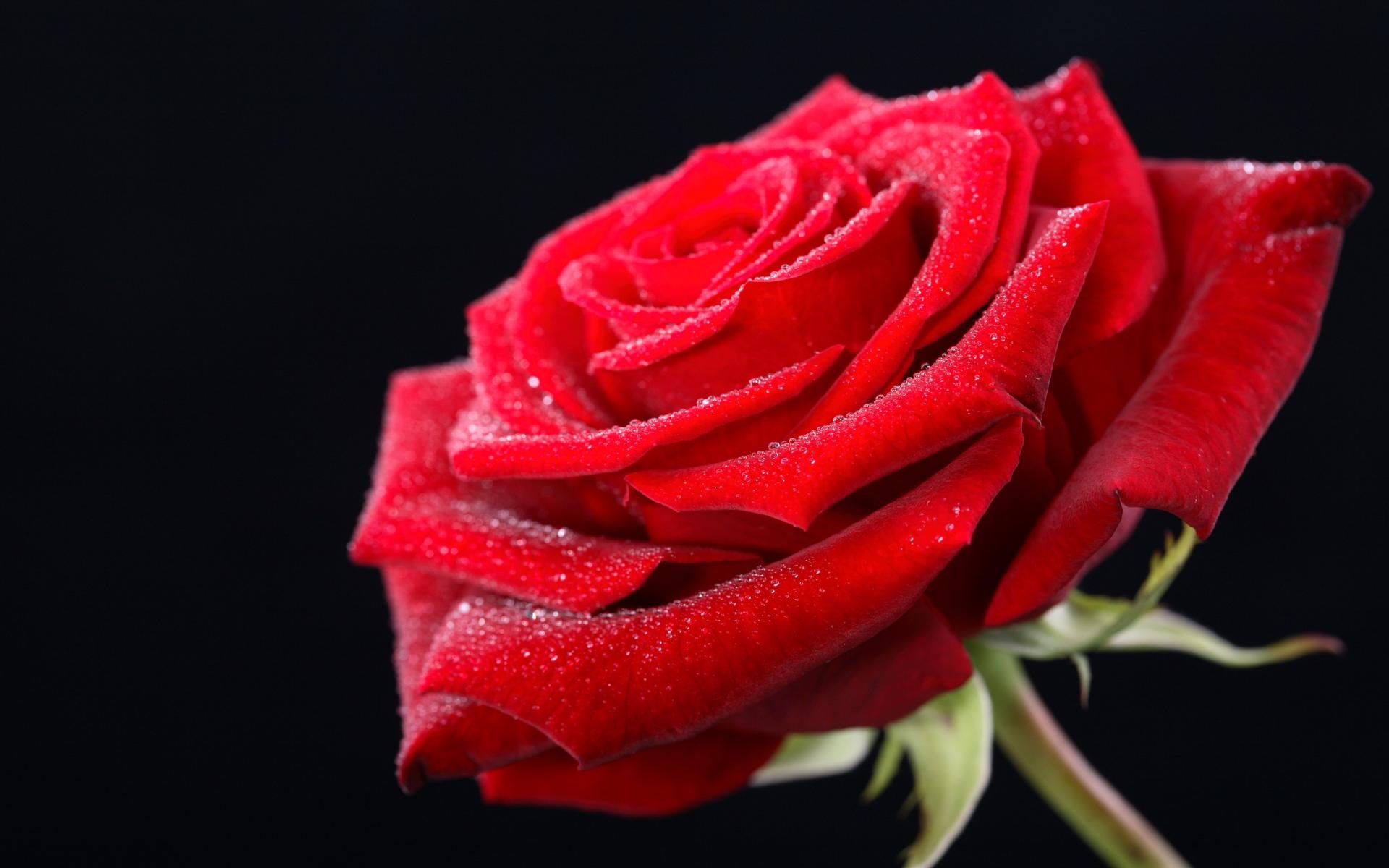 Red Rose Day Rose Happy Valentine's Day