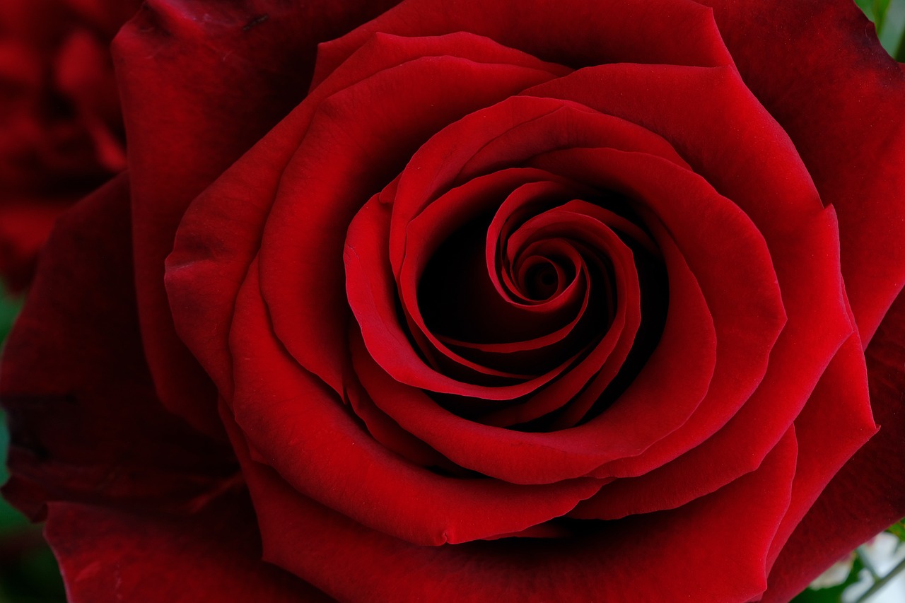 Romantic Rose Day Image for Love: Free