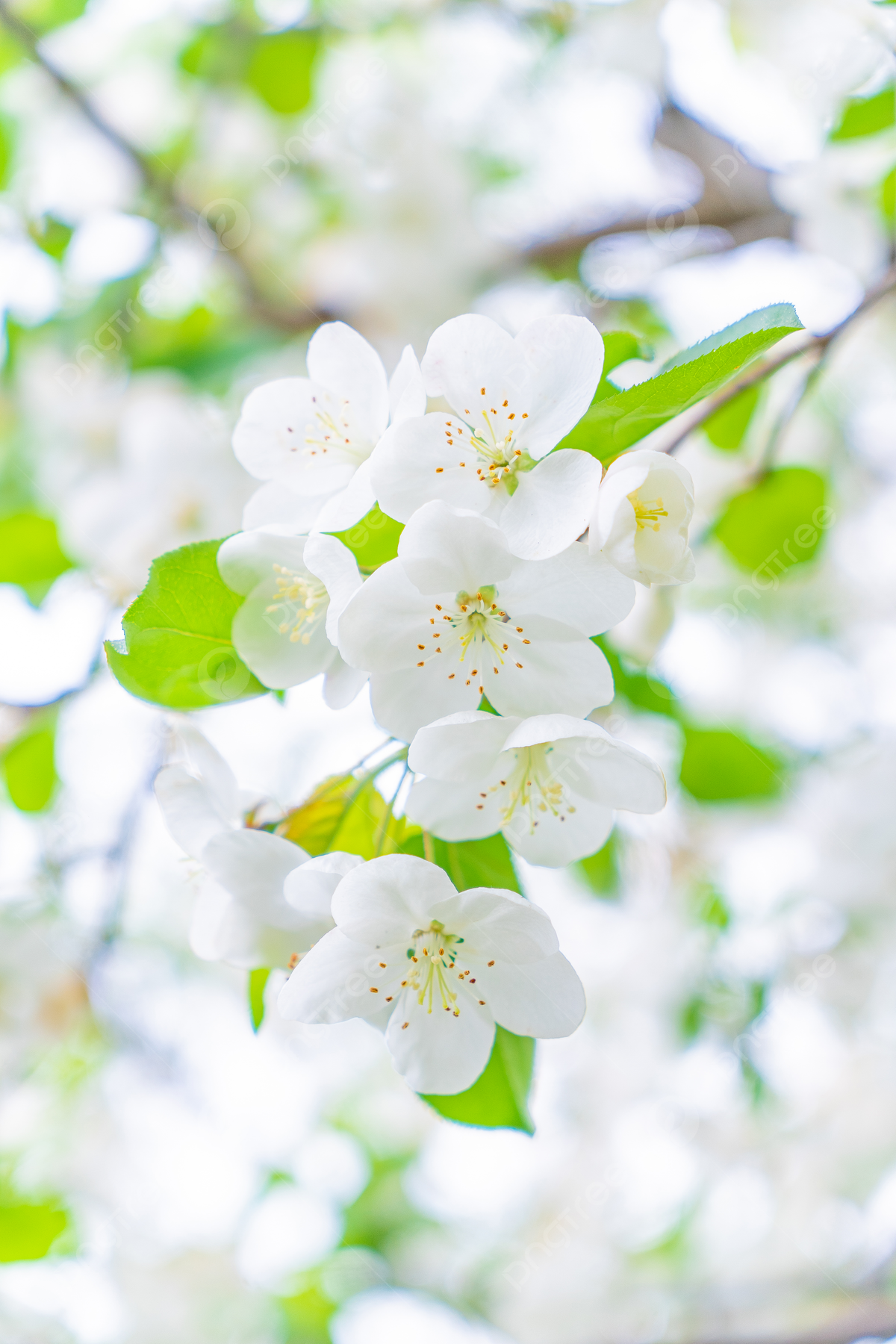 White Flowers And Branches Are Natural