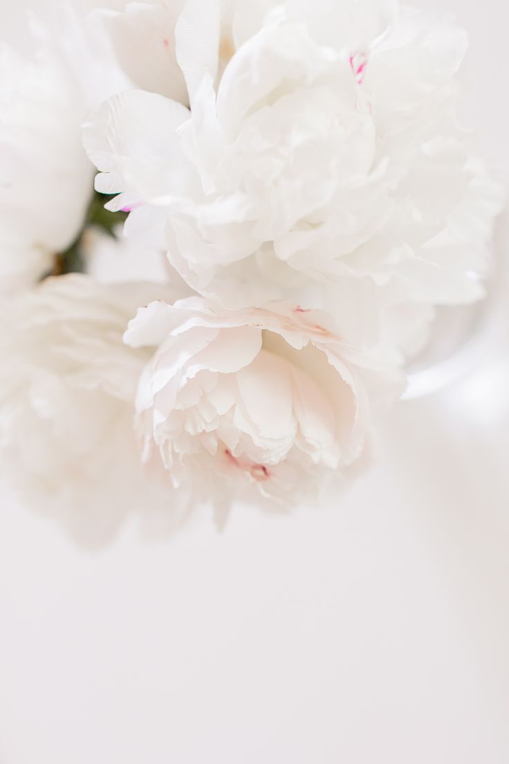 White Peonies in the Spring. Flower