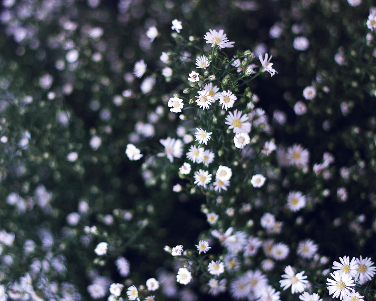 Flower White Spring Nature Bluish