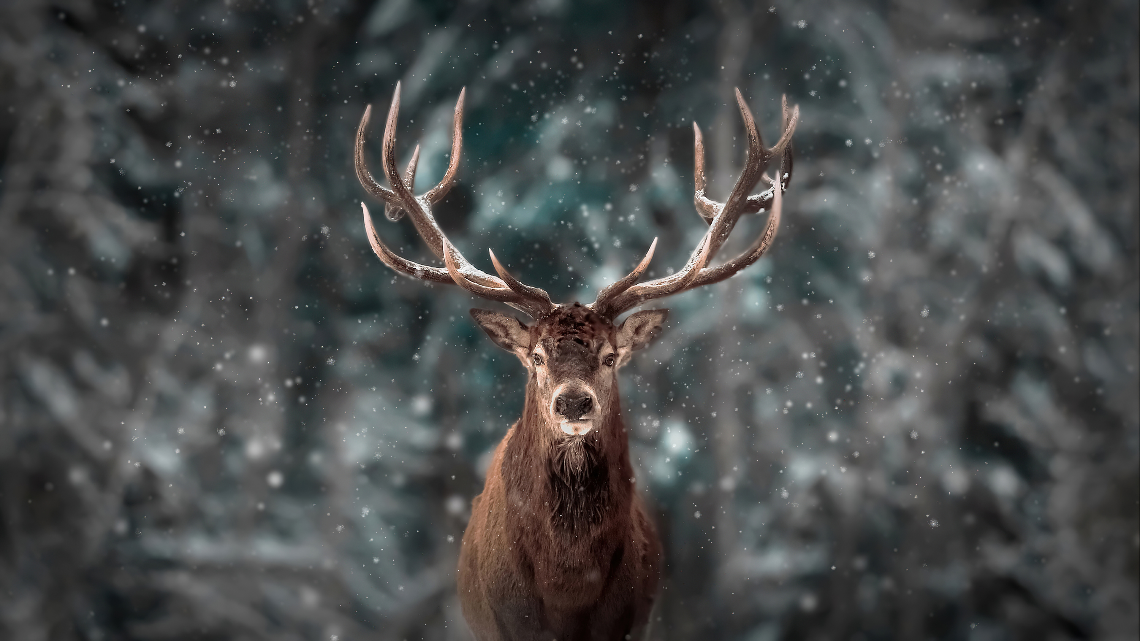 Reinderr Snow 4k Wallpaper, HD Animals