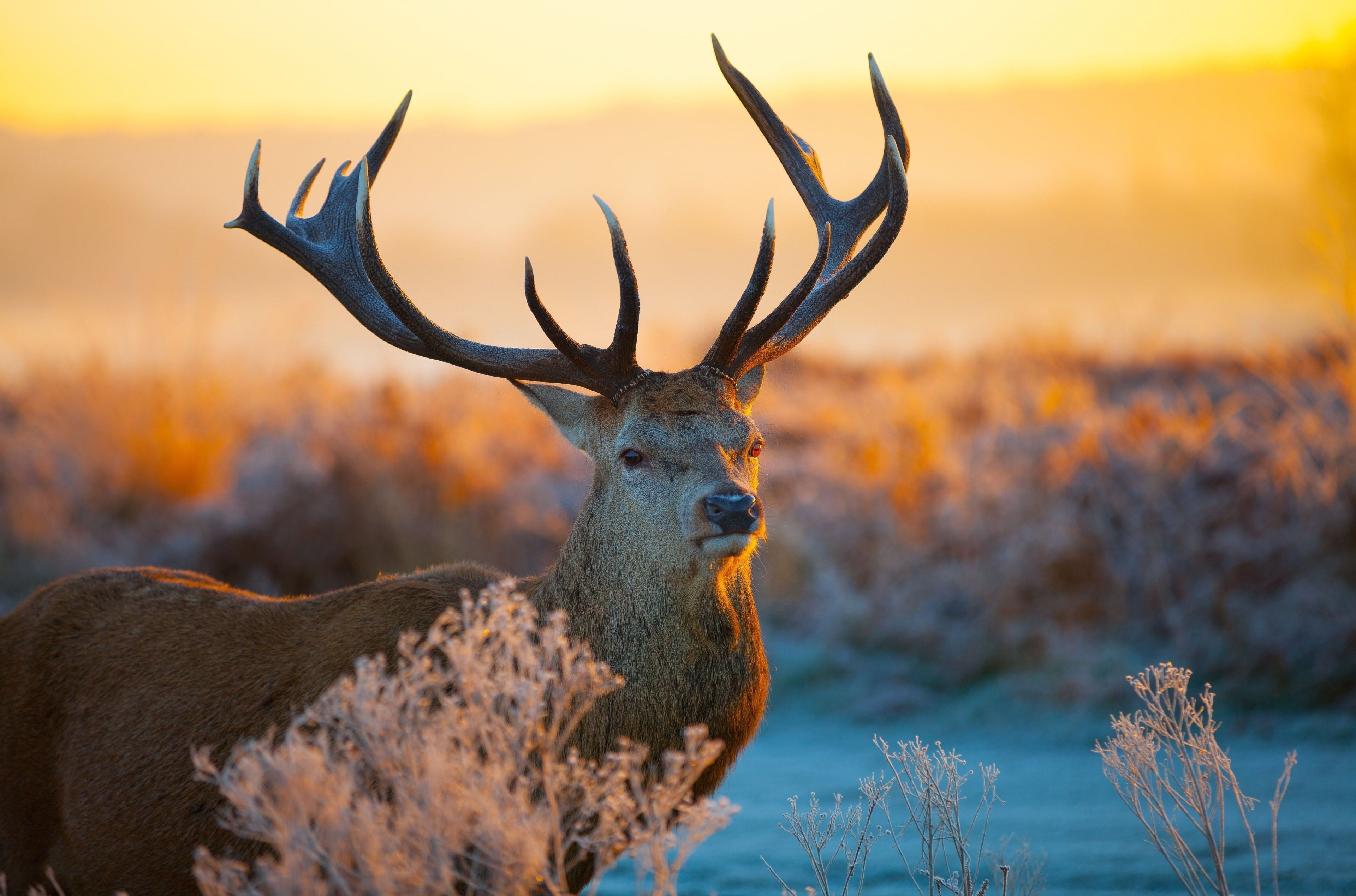 deer 4k for desktop K #wallpaper