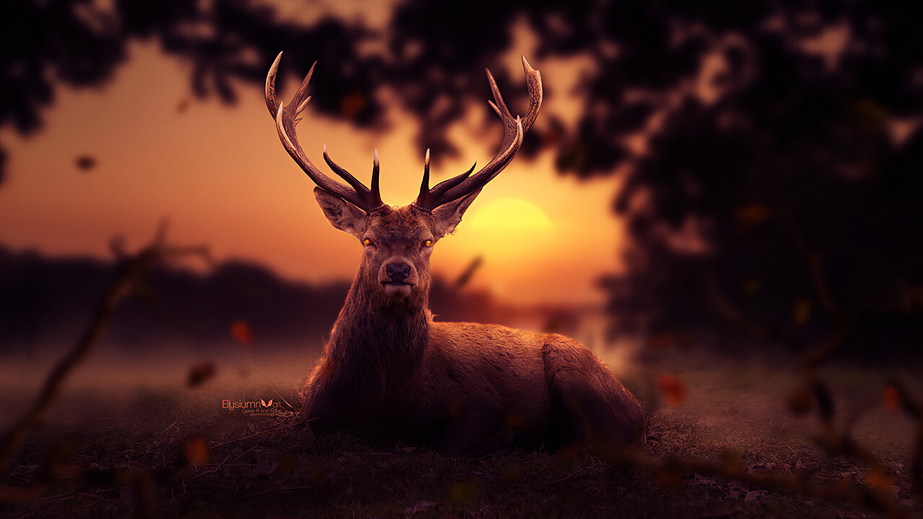 Reindeer Morning 4k Wallpaper, HD Artist