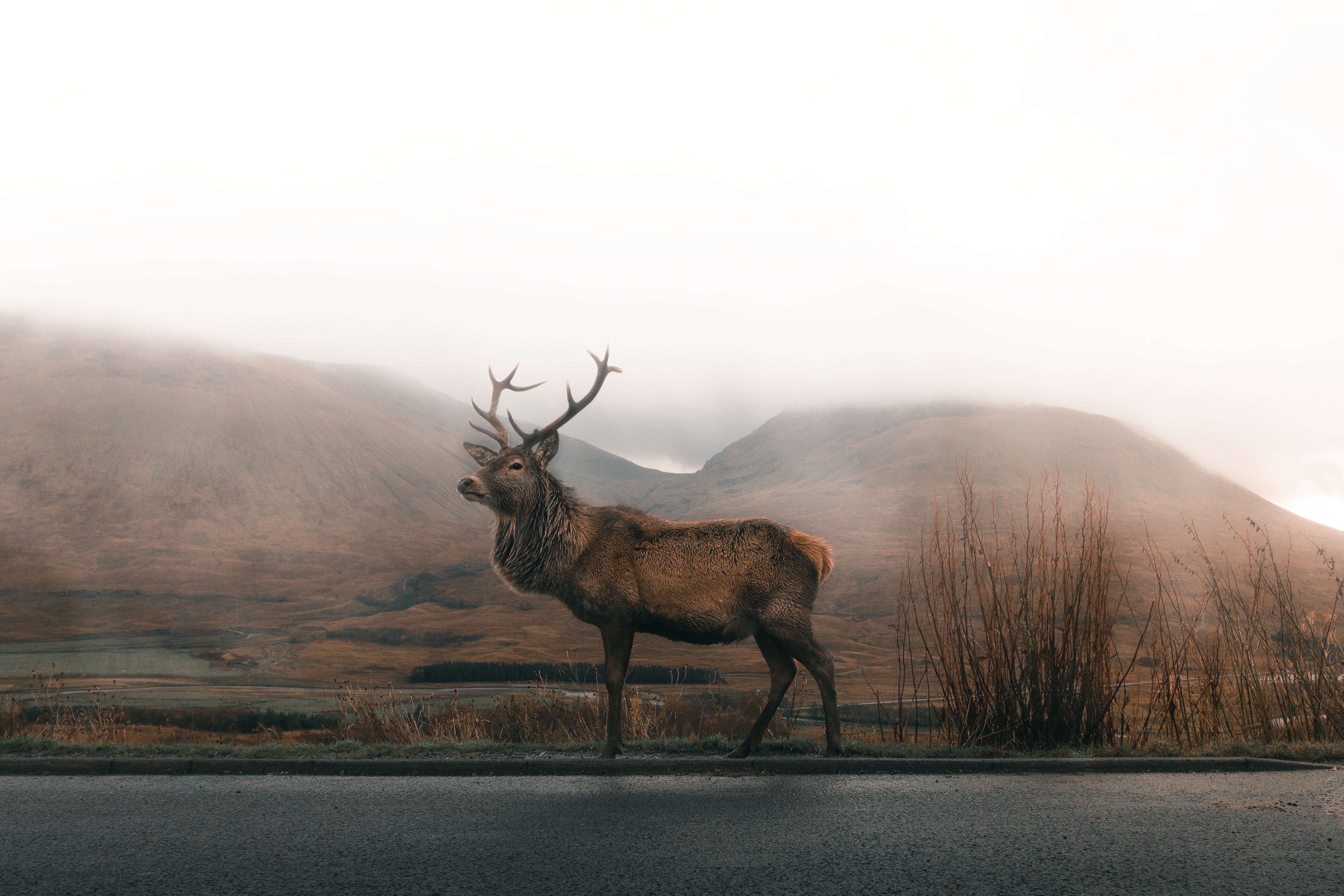 Reindeer 4k Wallpaper, HD Animals