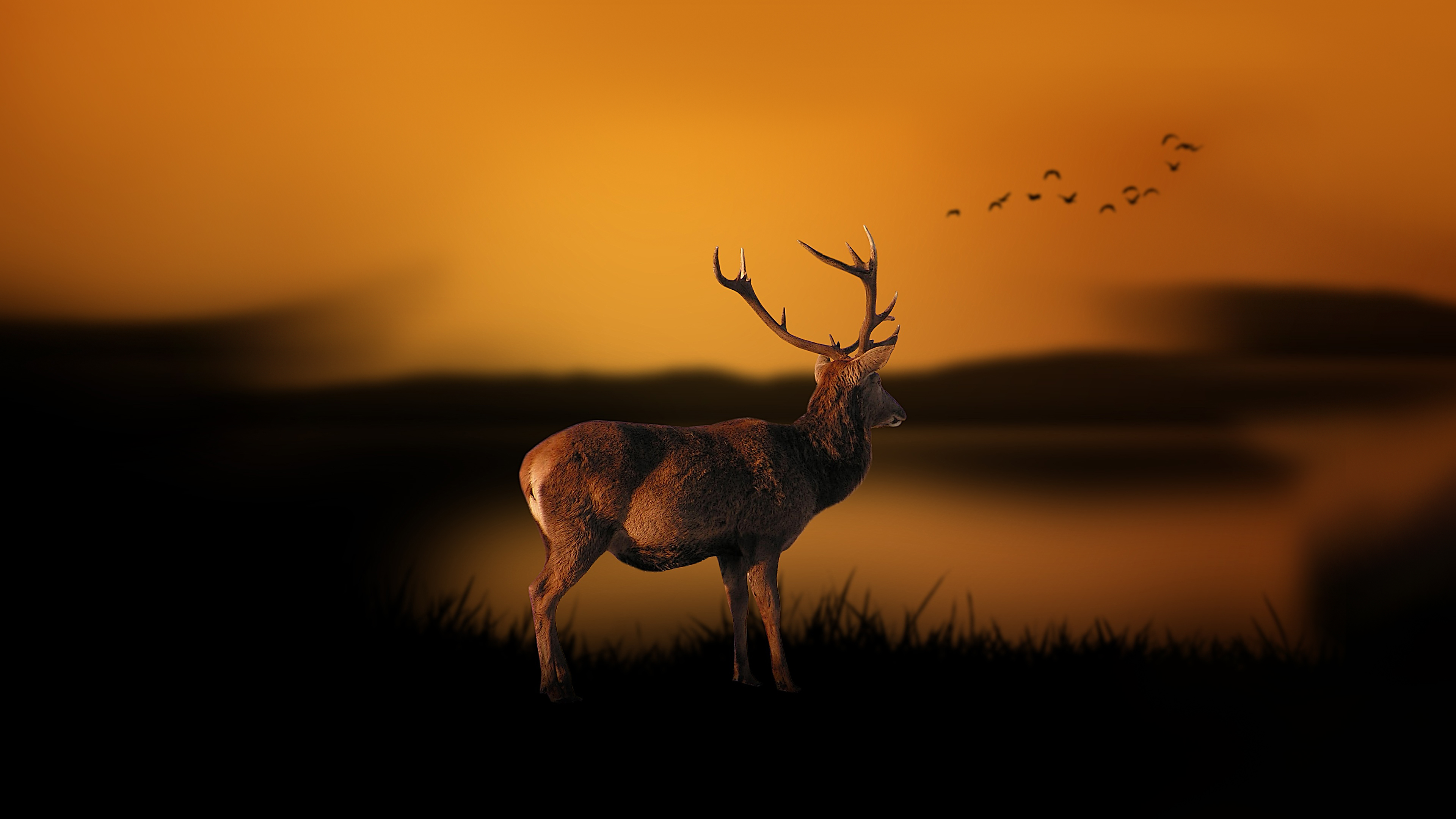 Deer at Dusk Wallpaper 4K