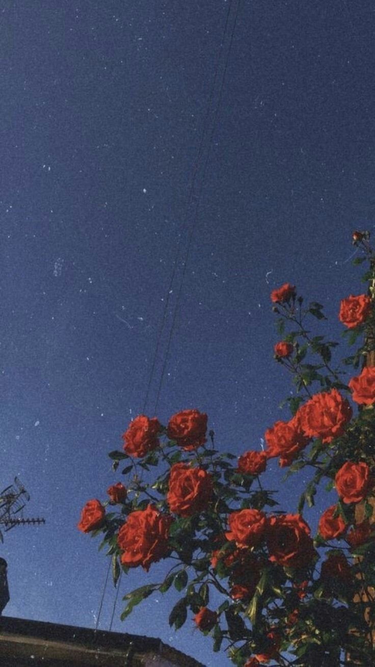 iPhone wallpaper vintage, Aesthetic