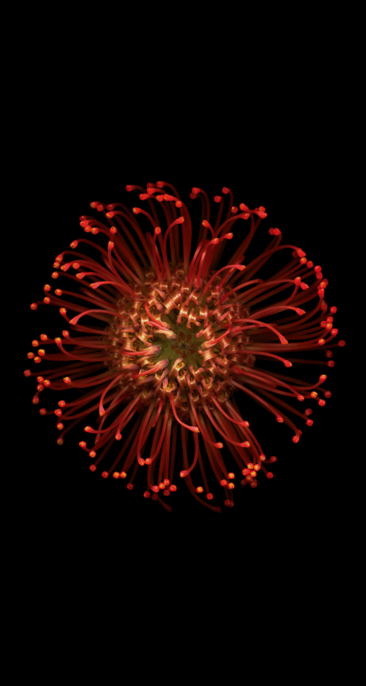 Download the new iOS 8 wallpaper