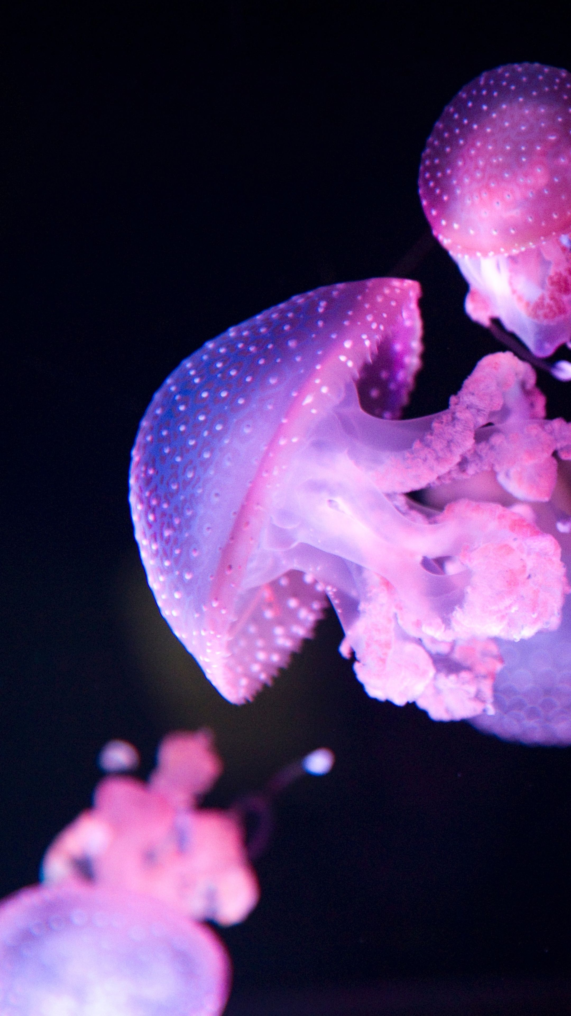 Glow, pink jellyfish