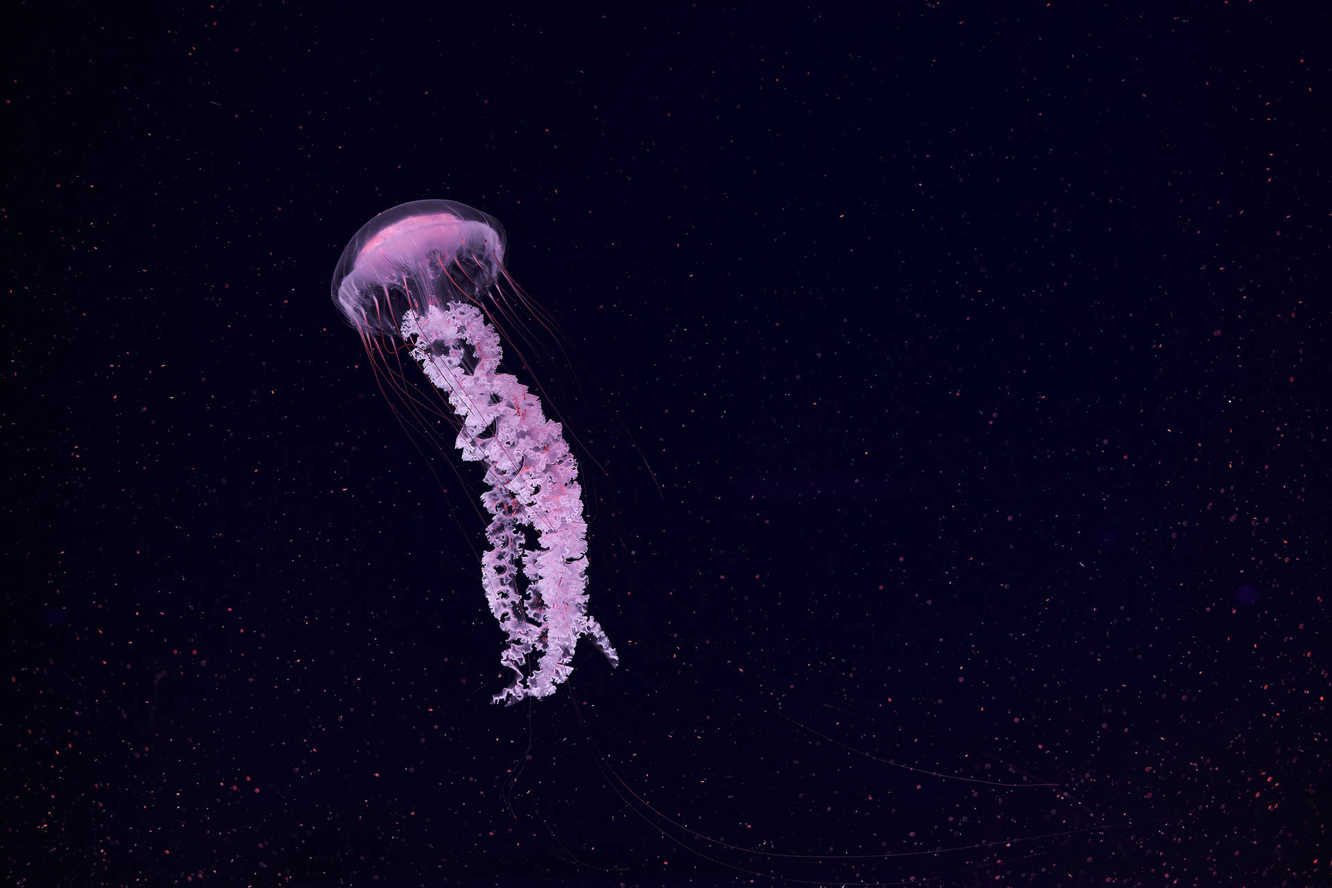 Download Jellyfish Wallpaper