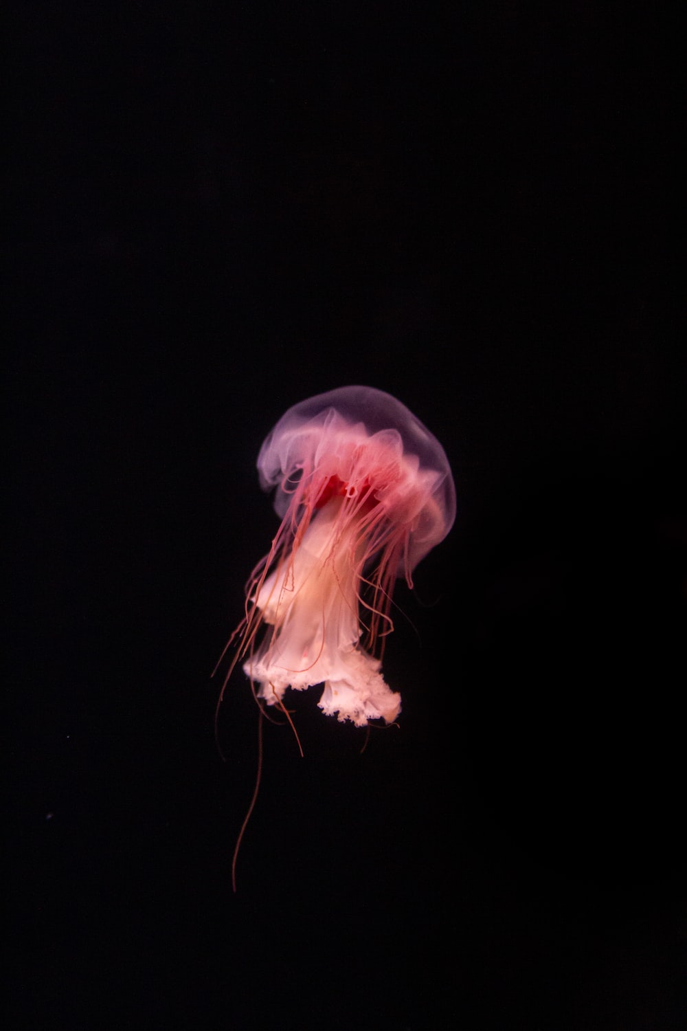 A pink jellyfish floating in the dark