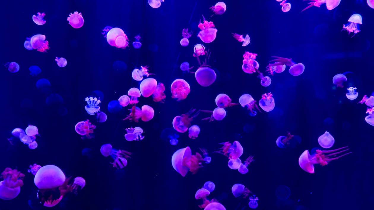 Glowing Pink Jellyfish · Free