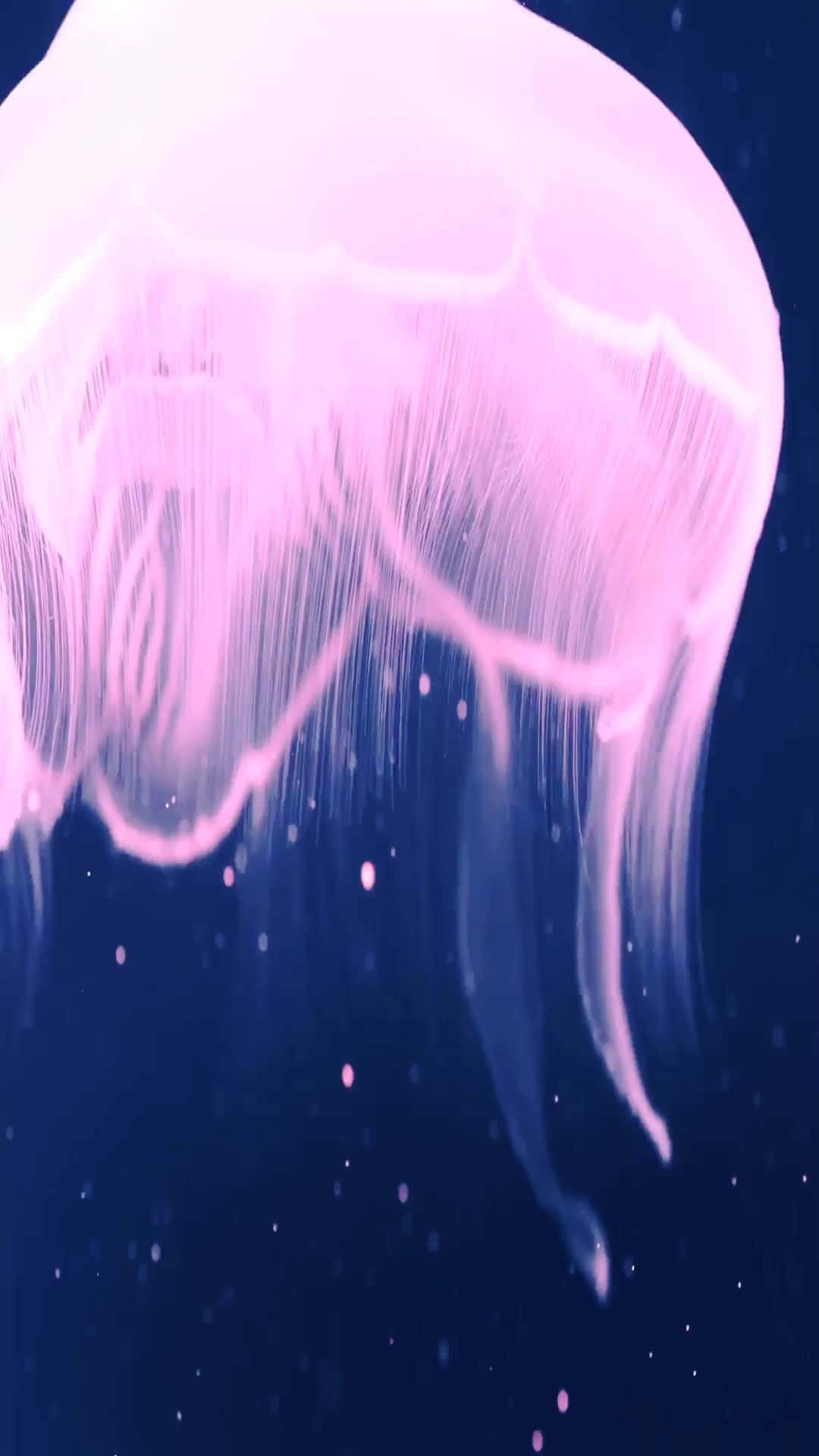 Live Bright Pink Jellyfish Wallpaper