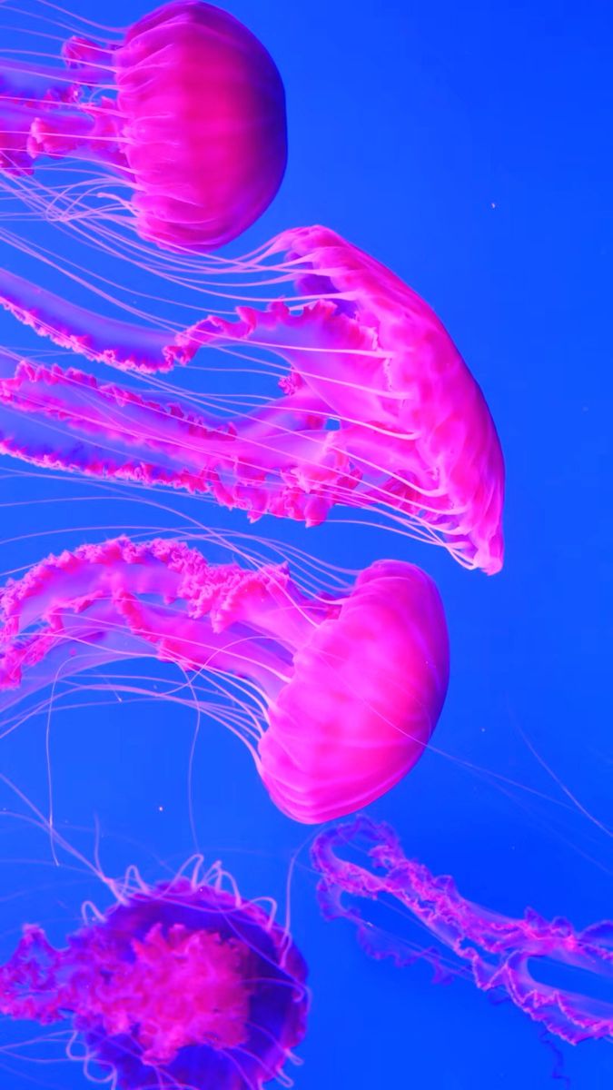 Florida. Jellyfish art, Cute wallpaper