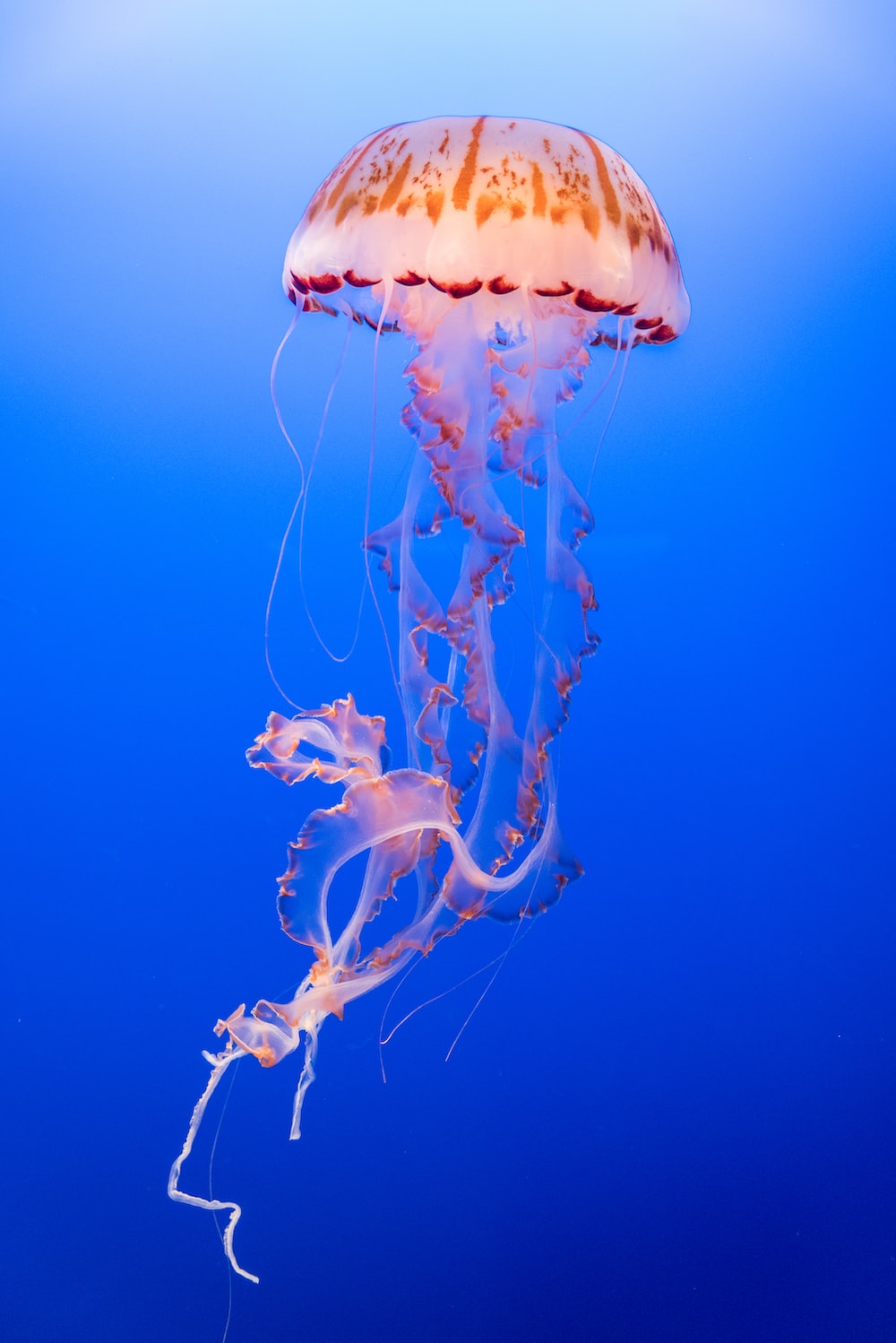 Jellyfish Picture [HD]. Download