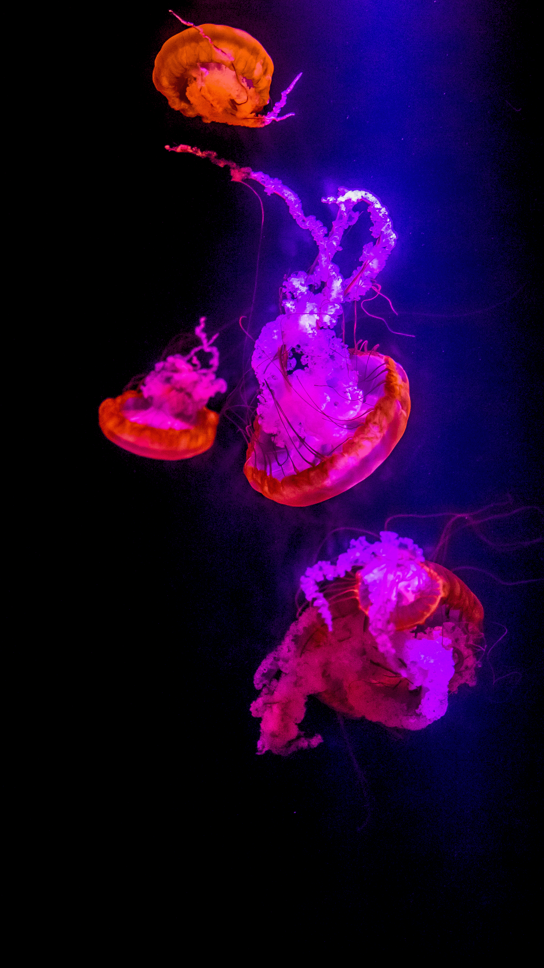 Glowing Jellyfish [2160×3840], r