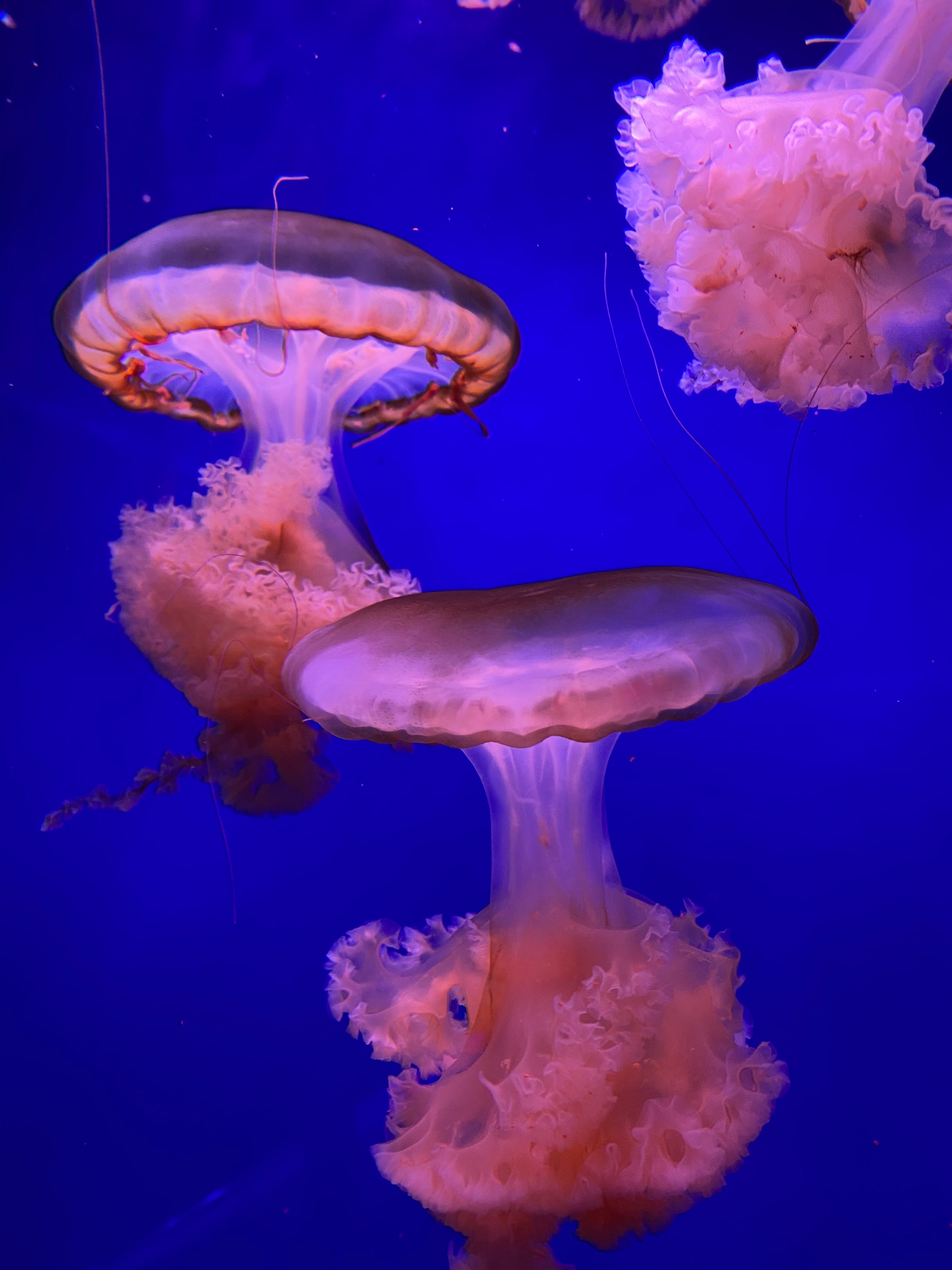 Pink Jellyfish in Water Tank · Free