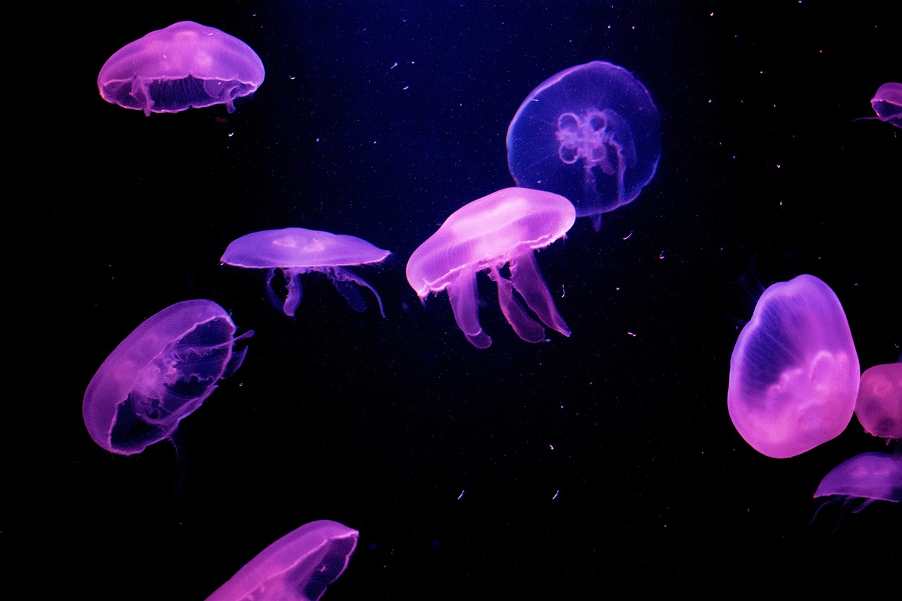 Jellyfish Wallpaper Jelly Fish