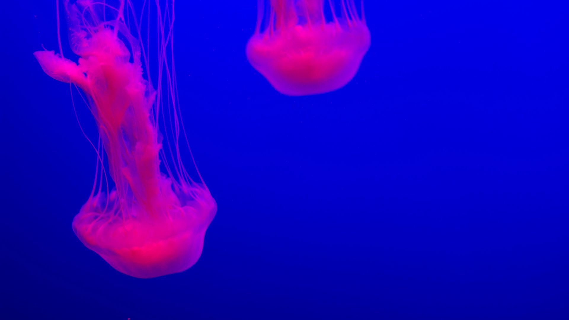Download wallpaper 1920x1080 jellyfish