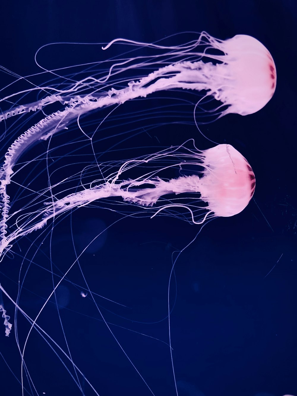 Two pink jellyfish underwater photo