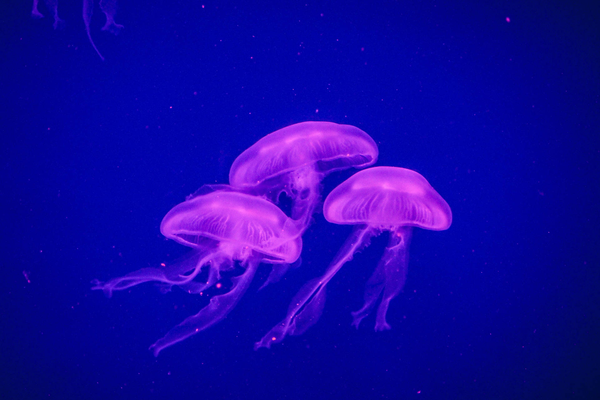 Majestic Jellyfish Underwater Wallpaper