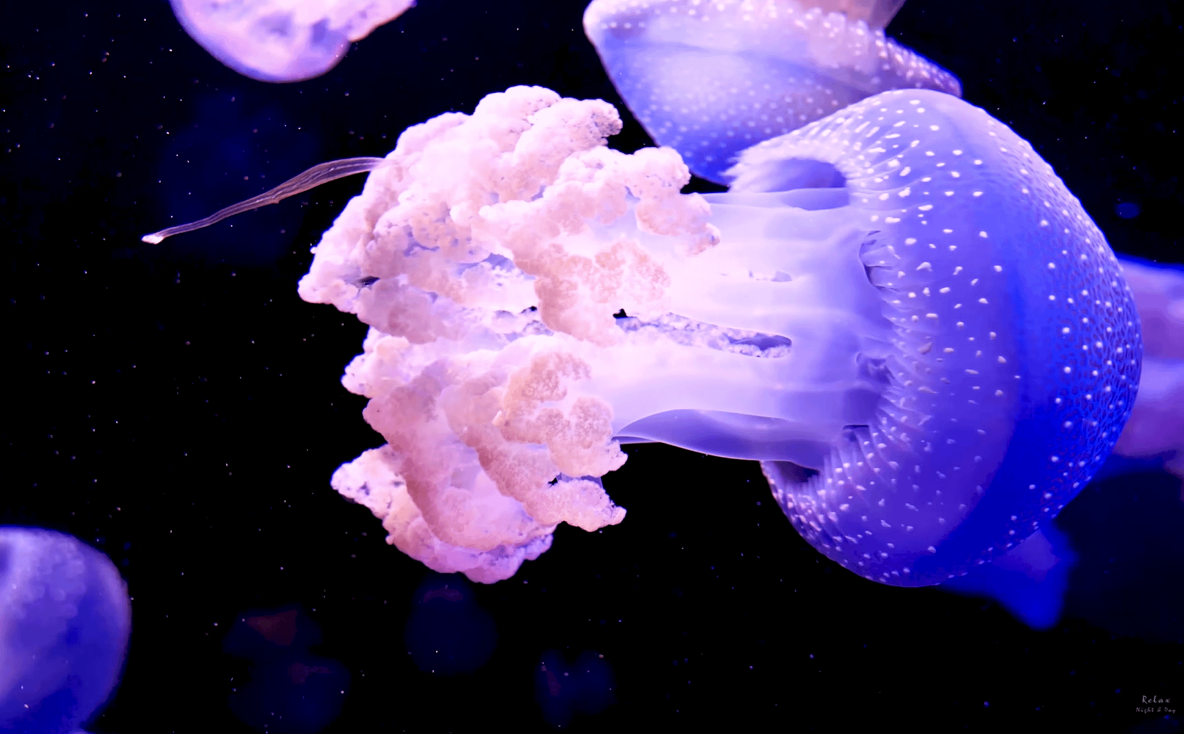 pink jellyfish wallpaper pc