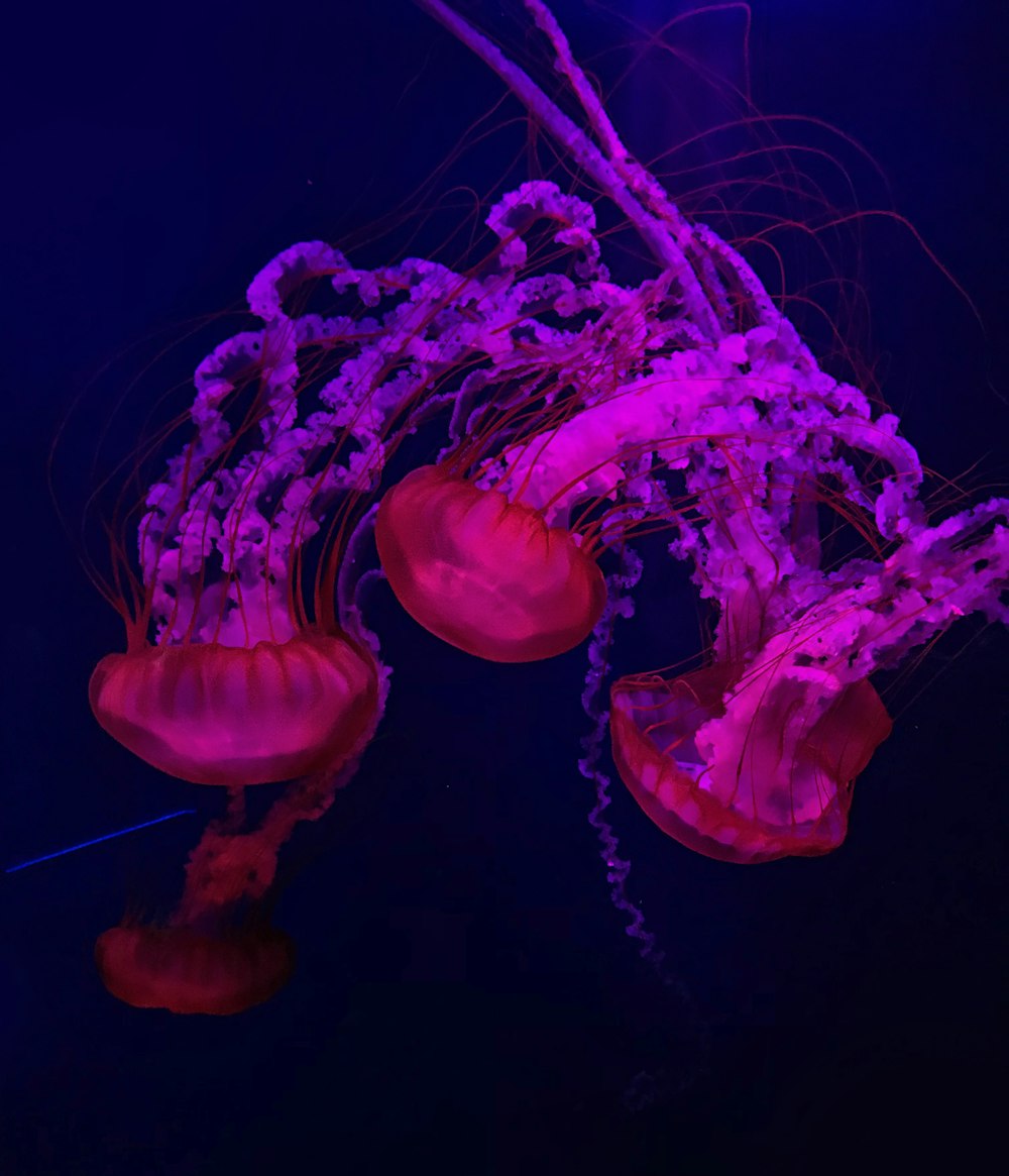 Pink jelly fish under the sea photo