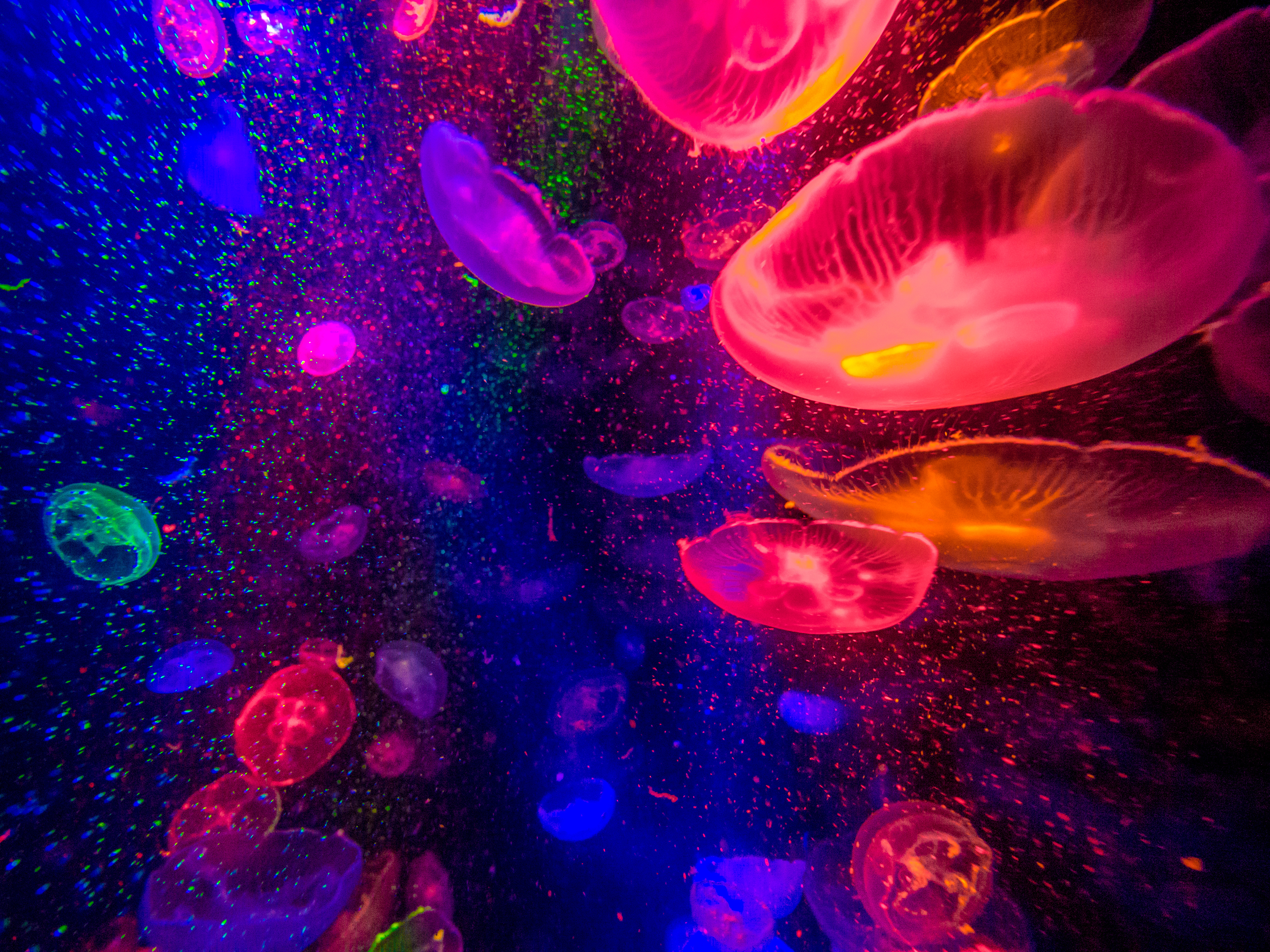 Purple and Pink Jellyfish in Water Full