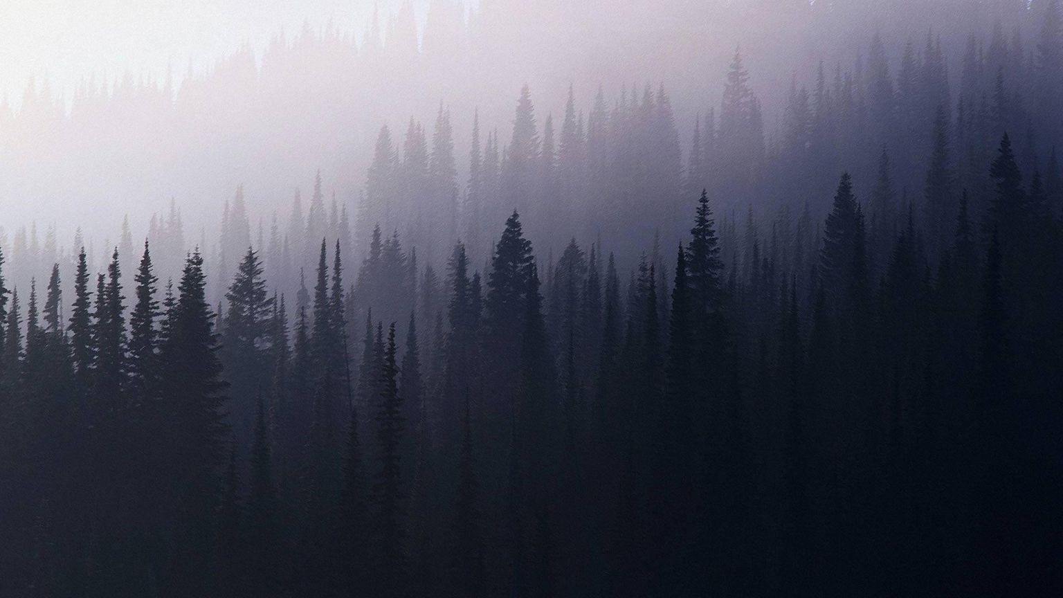 Adorable Aesthetic Forest Wallpaper