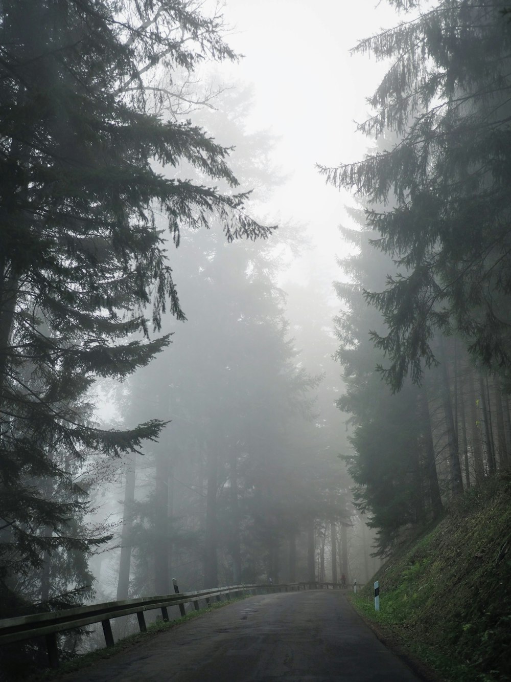 Foggy Forest Picture Stunning
