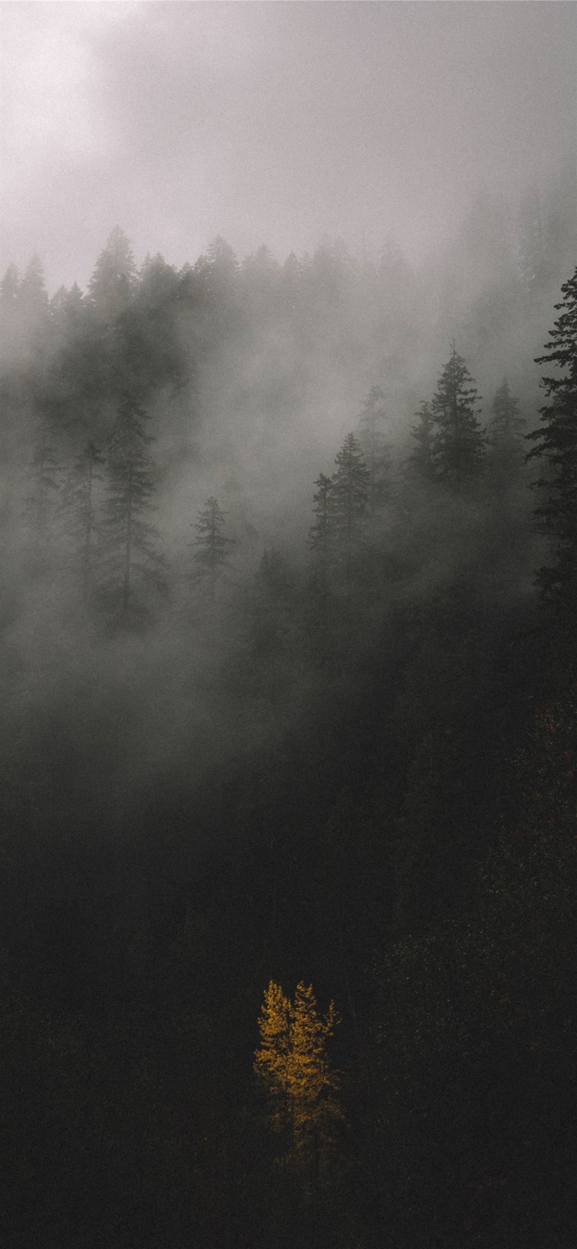 fog #forest #grey #nature #tree #trees
