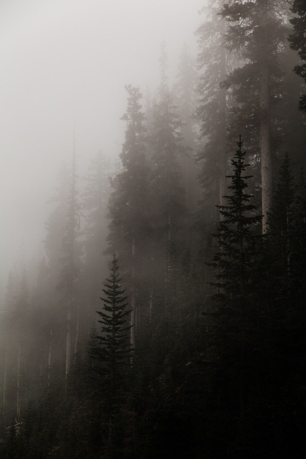 forest covered in fog. Foggy forest