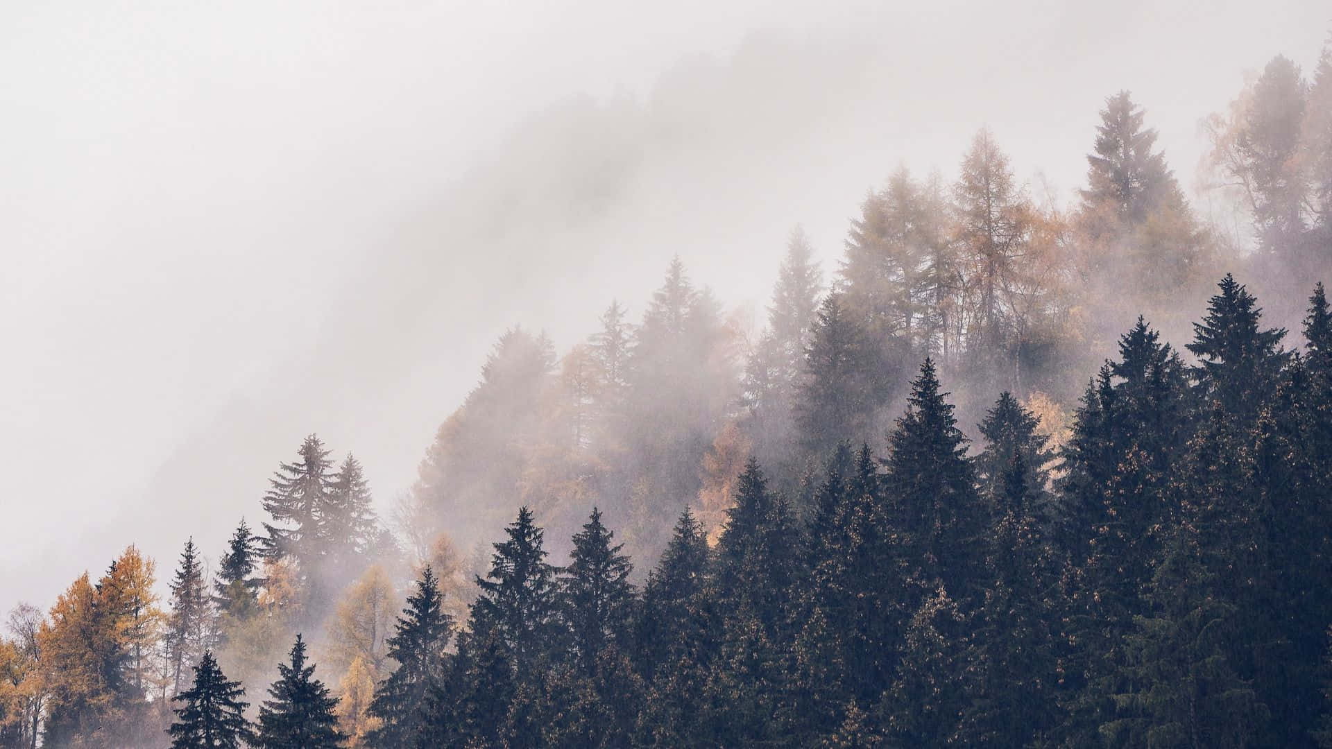 Foggy Stillness Wallpaper