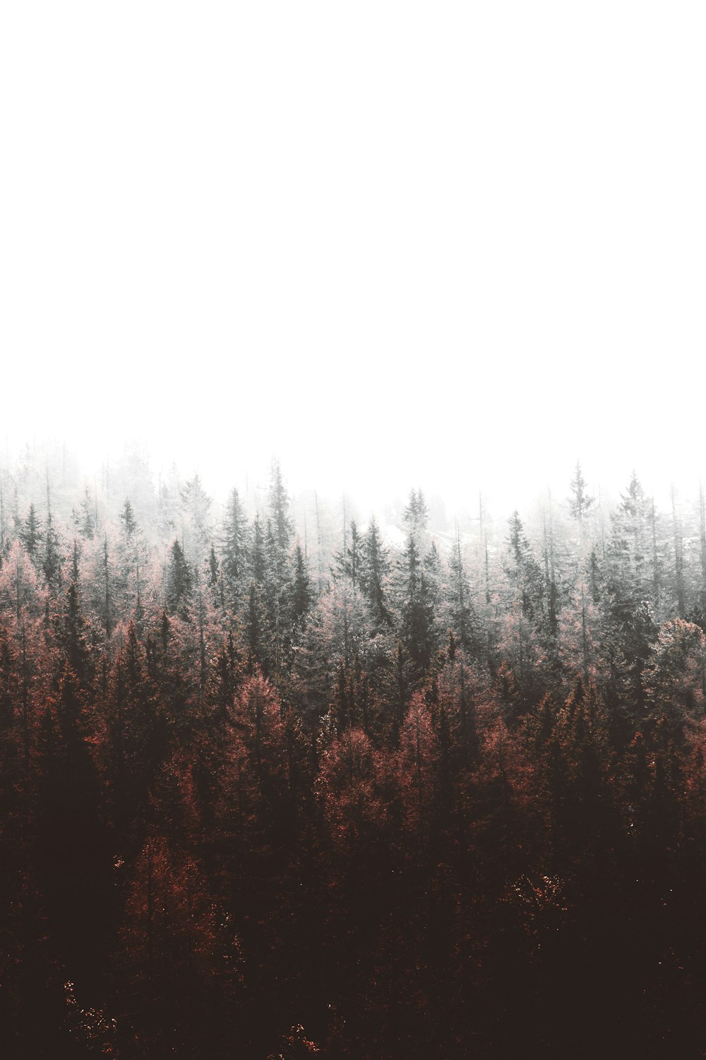 50,Trees Fog Picture. Download