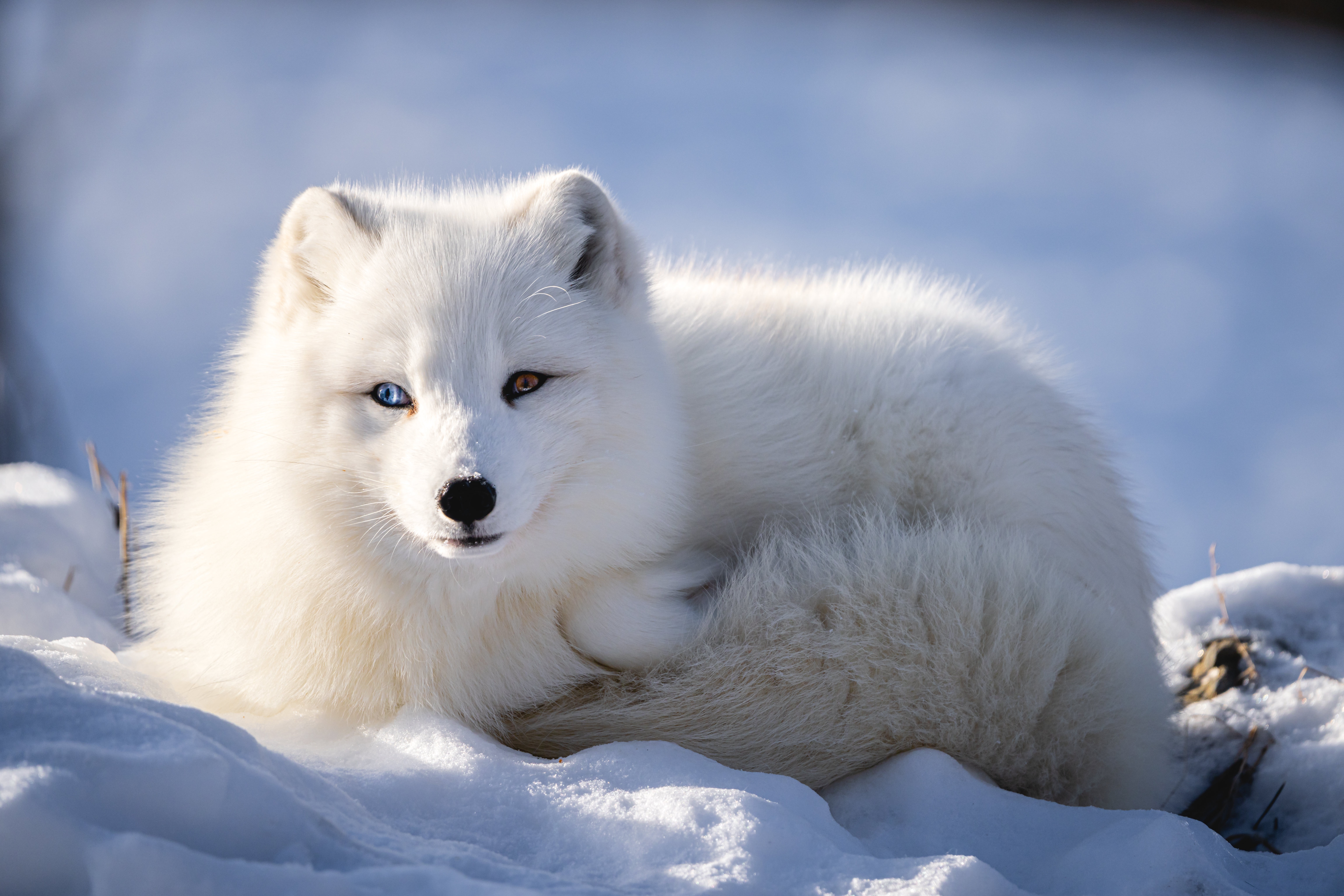 Animal Arctic Fox 4k Ultra HD Wallpaper