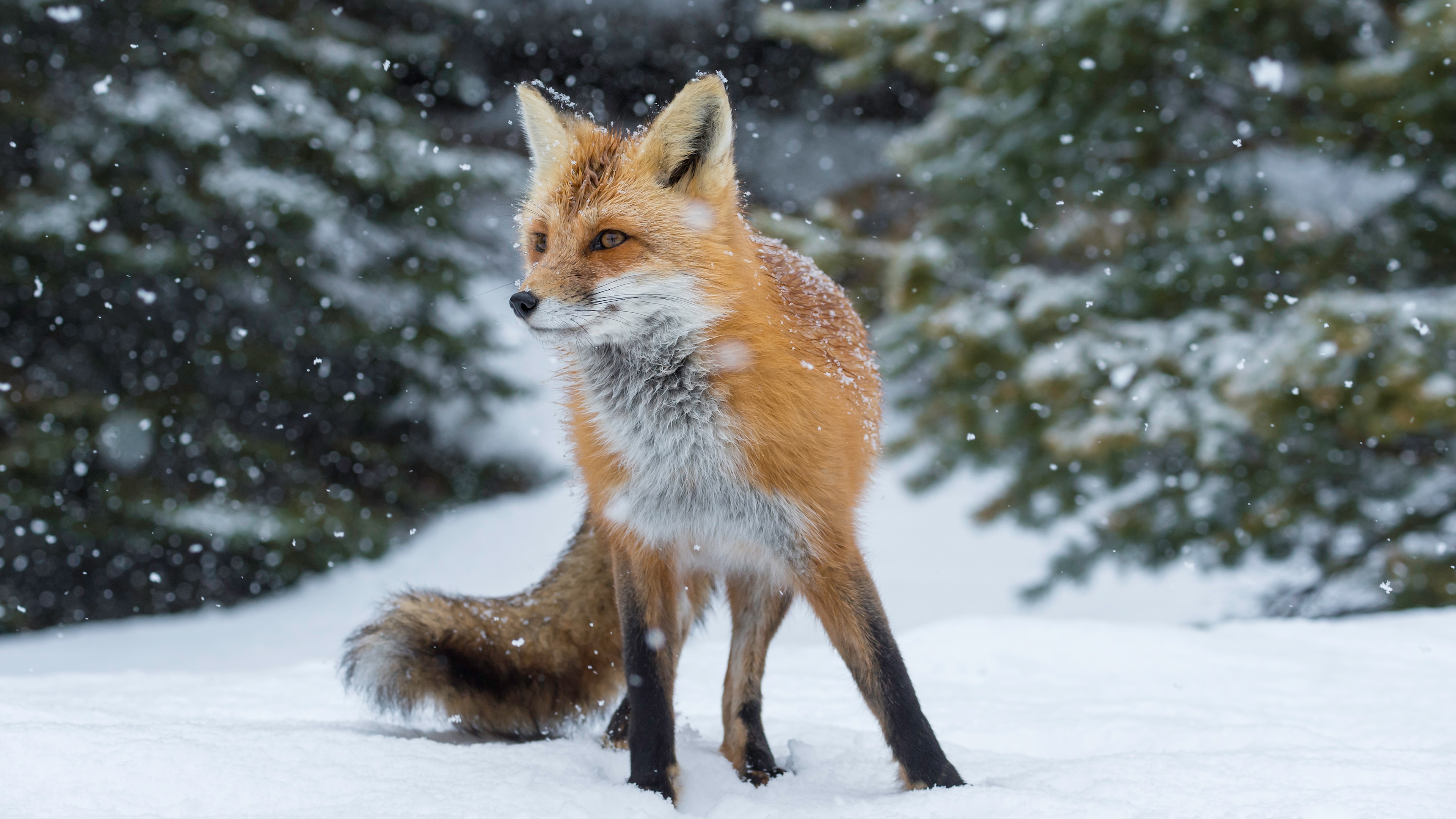 Snowfall Snow Winter Animal Fox 4k