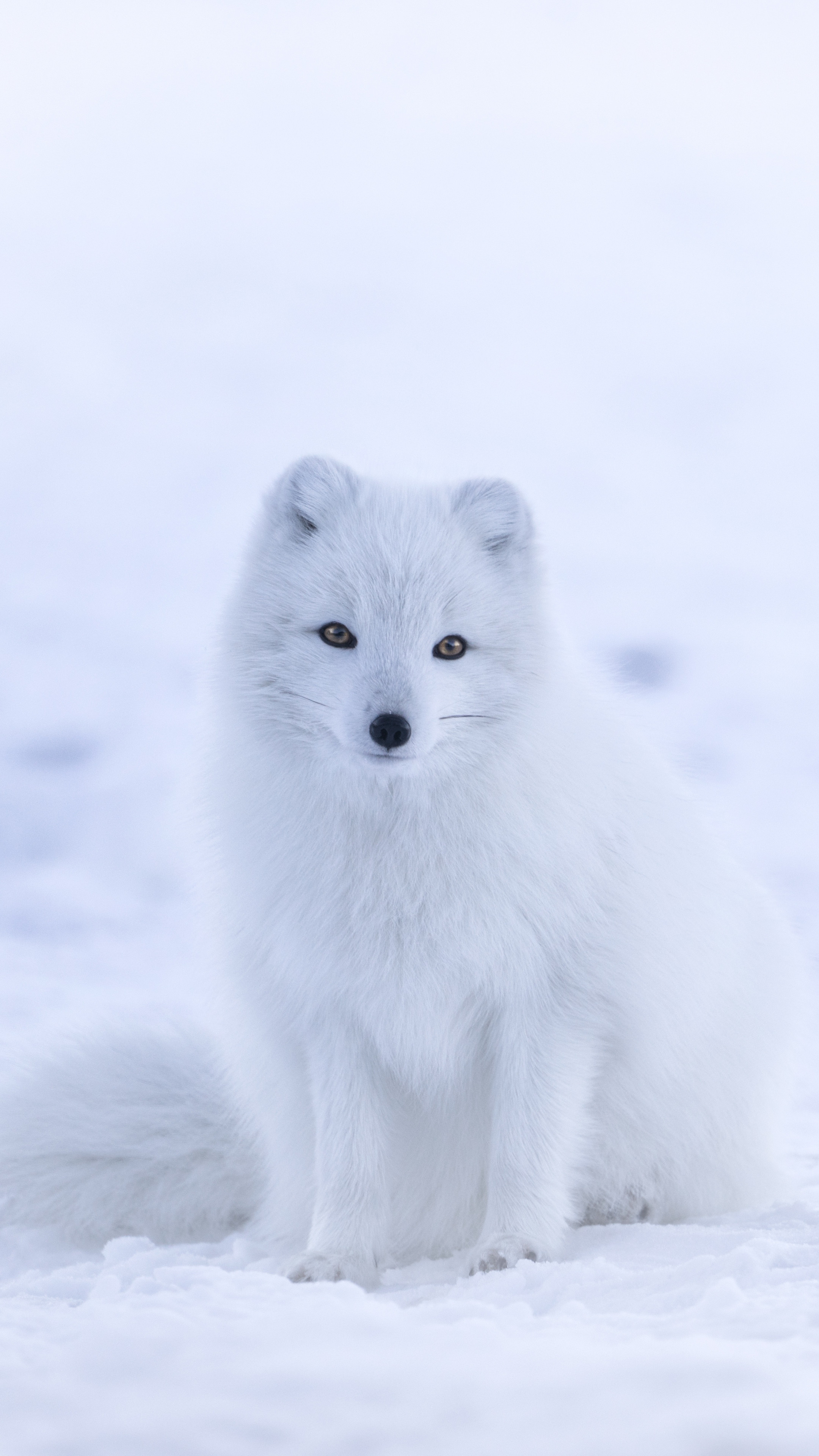 Wallpaper arctic fox, cute animals