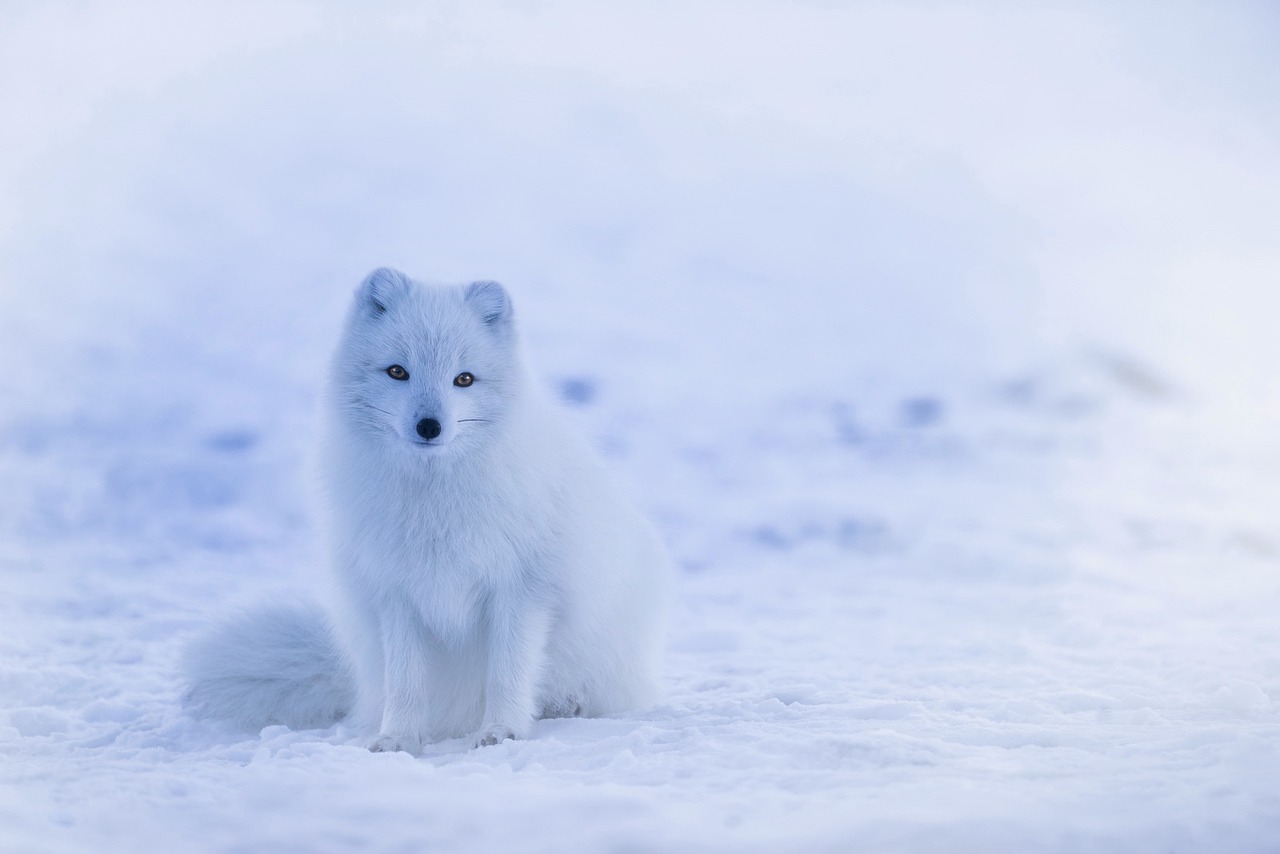 Winter Animals & Winter Image