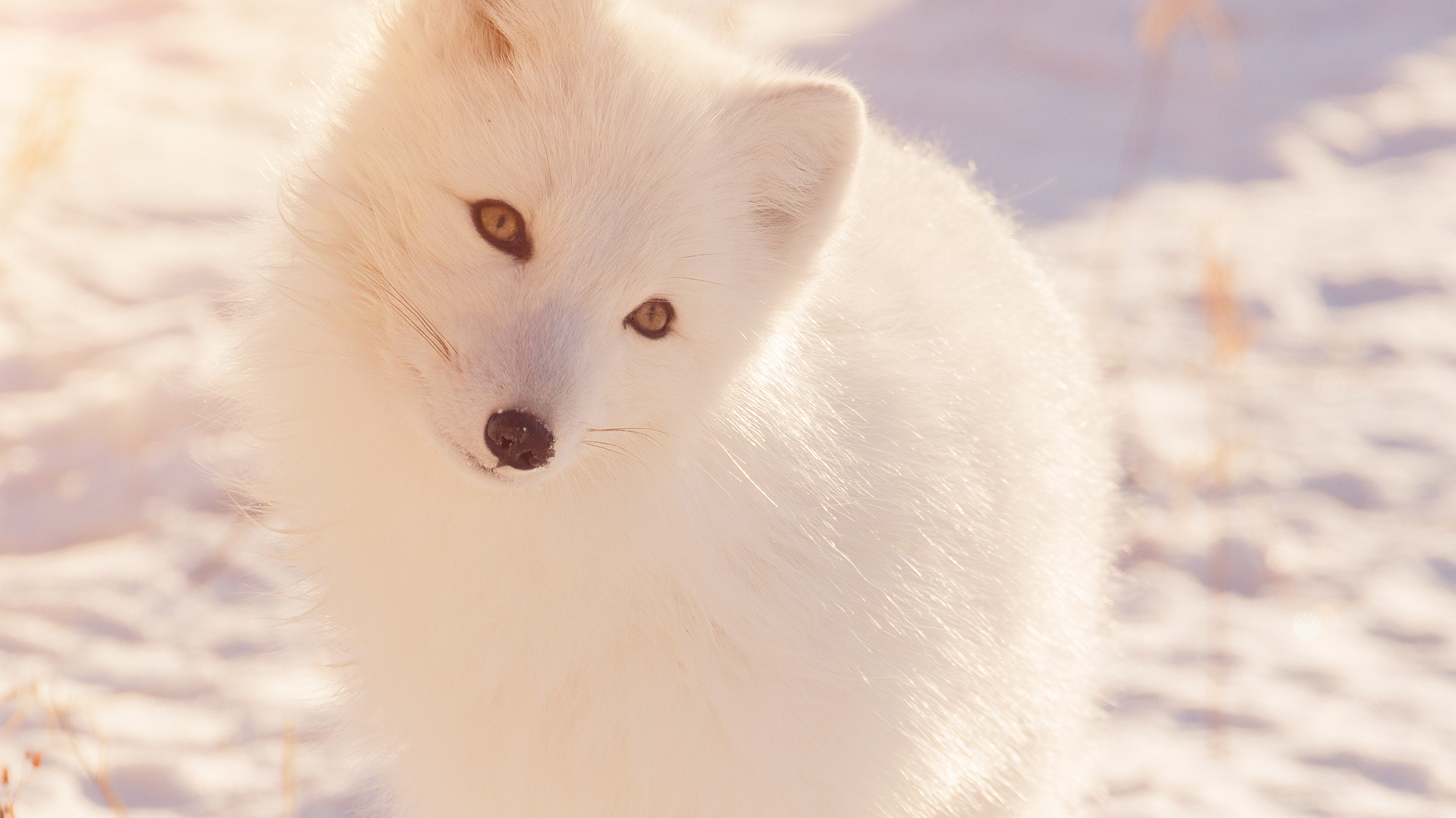 Winter Animal Fox White Flare