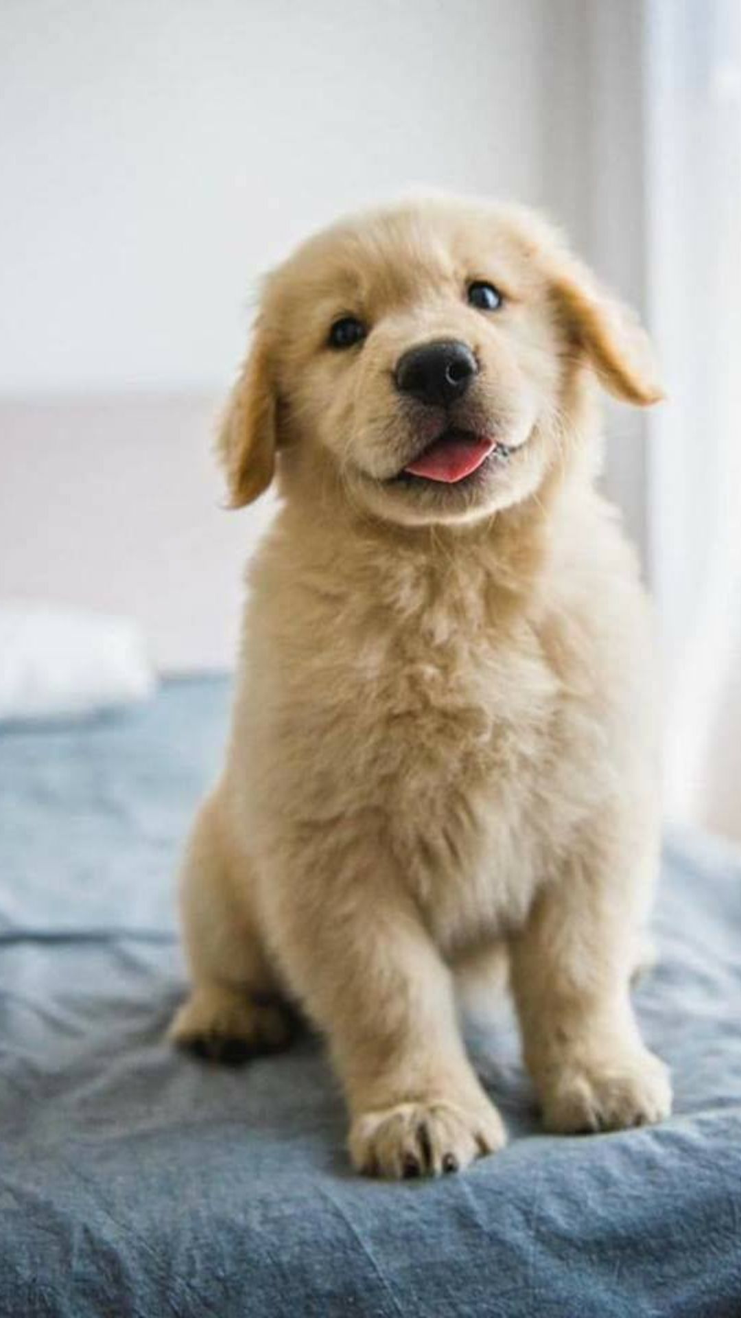 Cute Dogs Wallpaper Cute