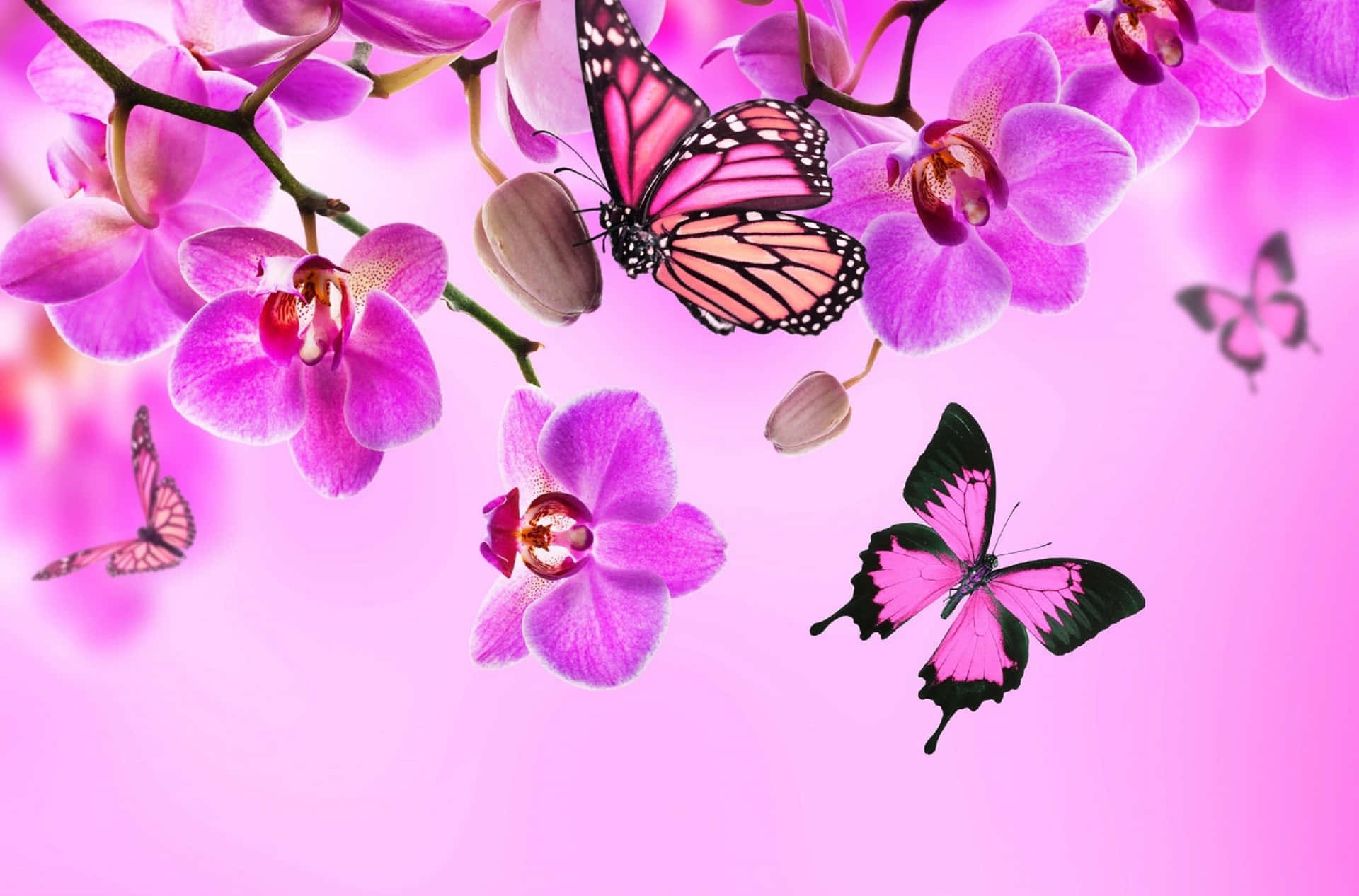 Butterfly Background. Wallpaper