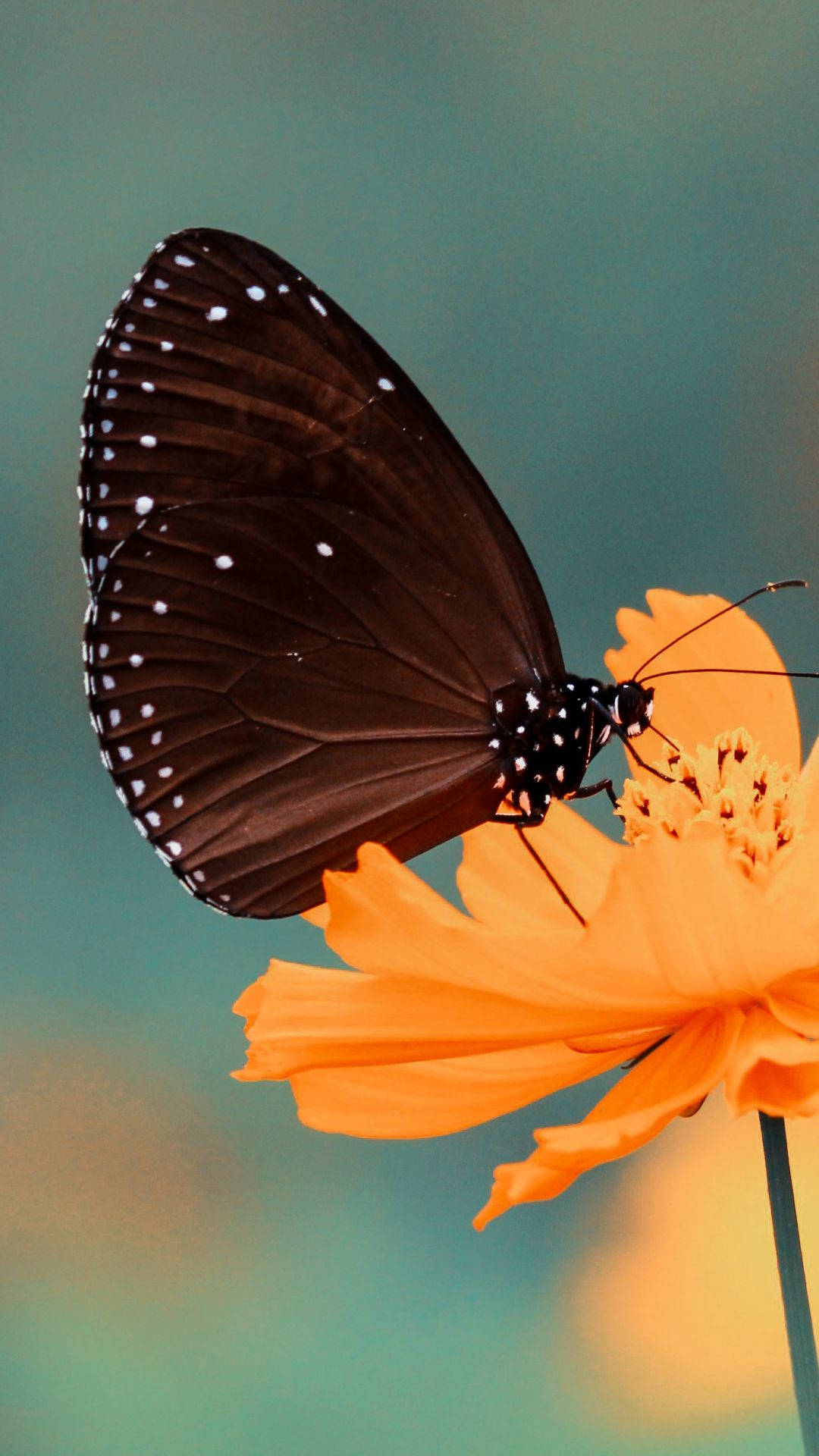 Butterfly iPhone Wallpaper