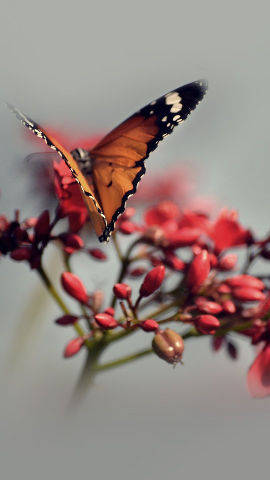 Nature Butterfly Flower Red iPhone 6
