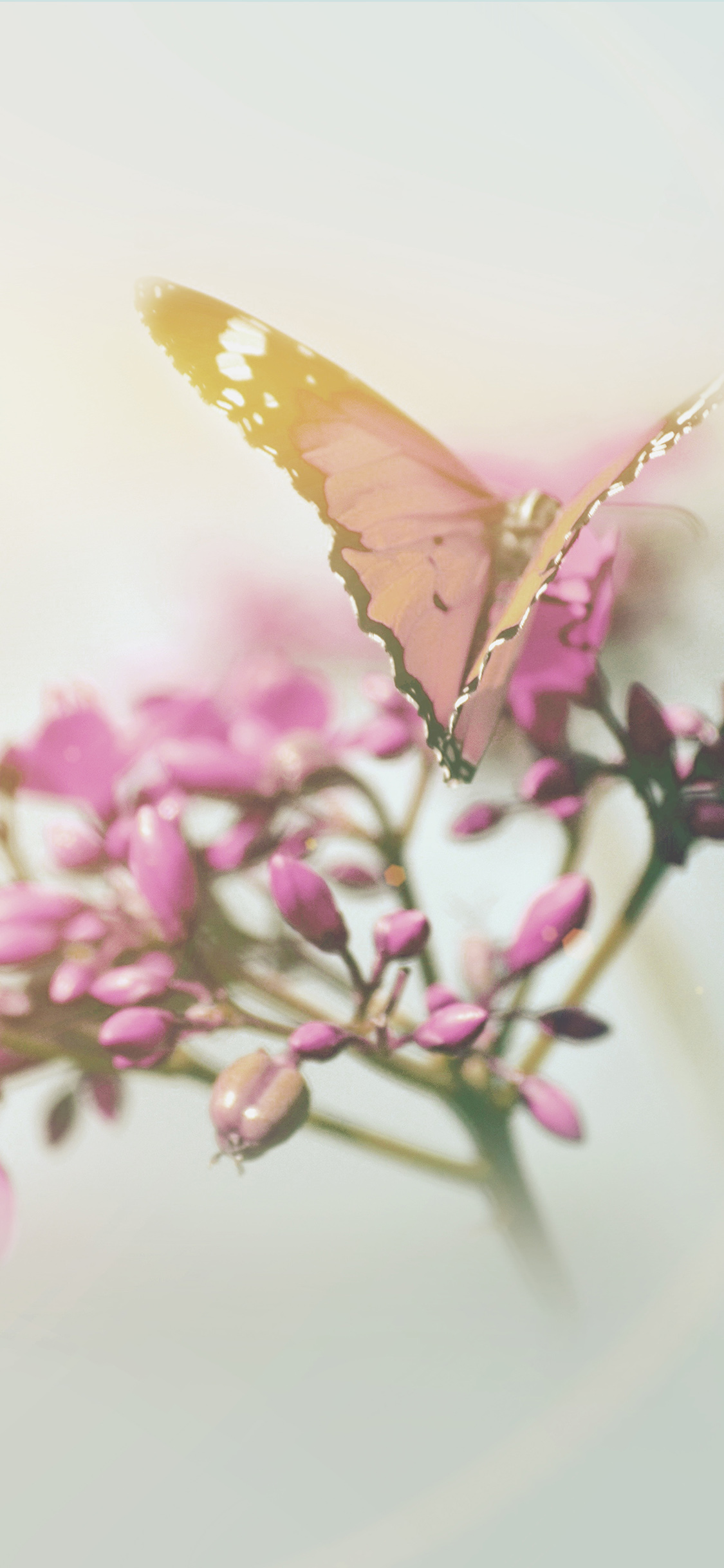 Nature Butterfly Flower Flare Red