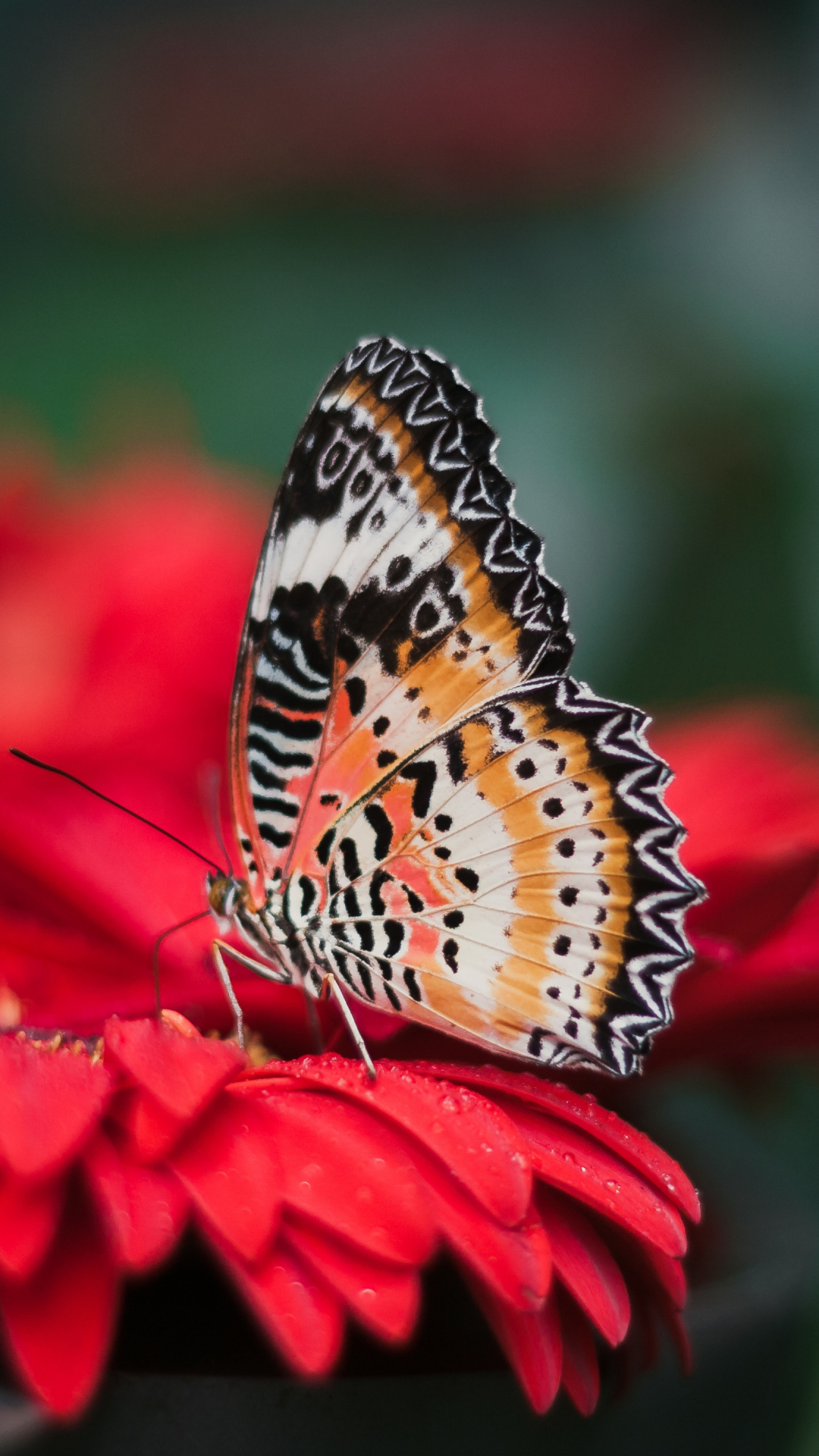 Butterfly On A Flower iPhone Wallpaper